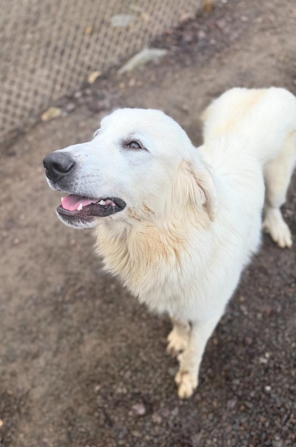 Enlarge Benny, a ADOPTABLE mixed breed in Gardiner, NY image 5/5