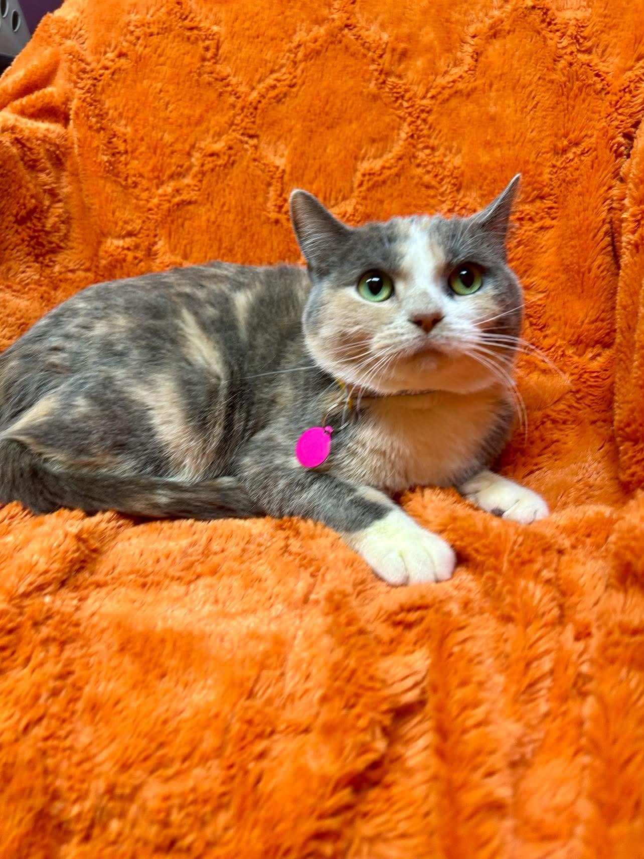 Enlarge Lorise, a ADOPTABLE Domestic Short Hair in Alexandria, MN image 3/3