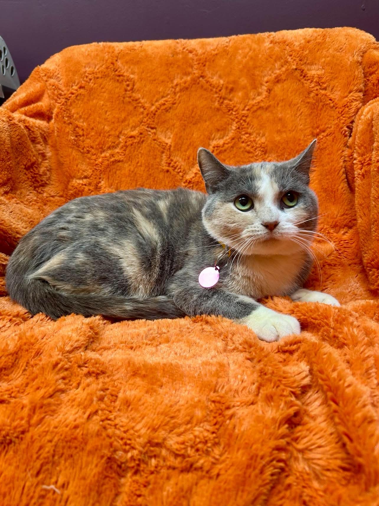 Enlarge Lorise, a ADOPTABLE Domestic Short Hair in Alexandria, MN image 2/3