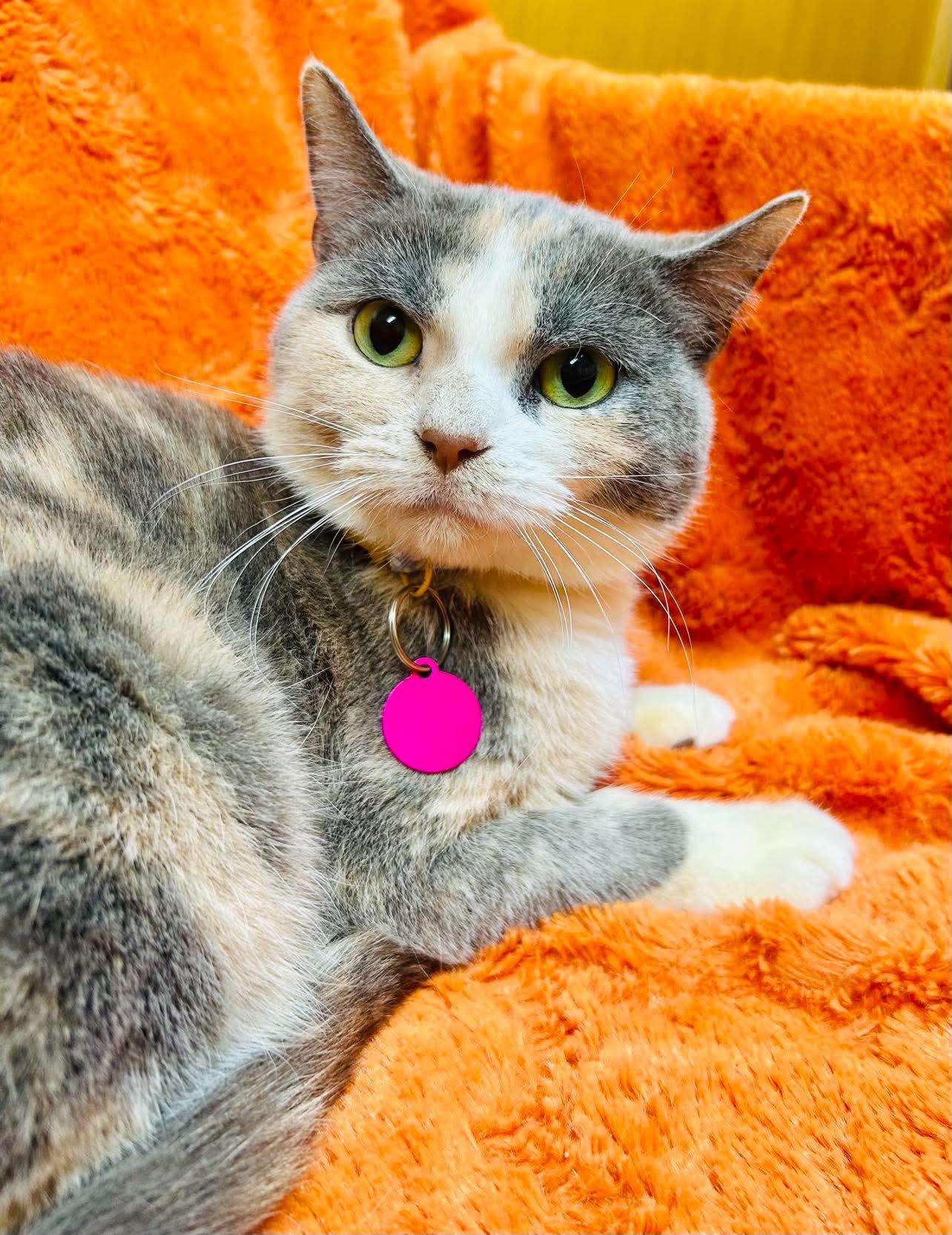 Enlarge Lorise, a ADOPTABLE Domestic Short Hair in Alexandria, MN image 1/3