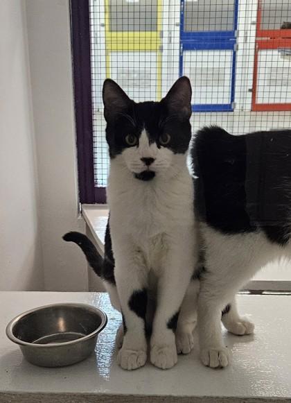 Enlarge Oak, a Adoptable mixed breed in Freeport, IL image 1/1