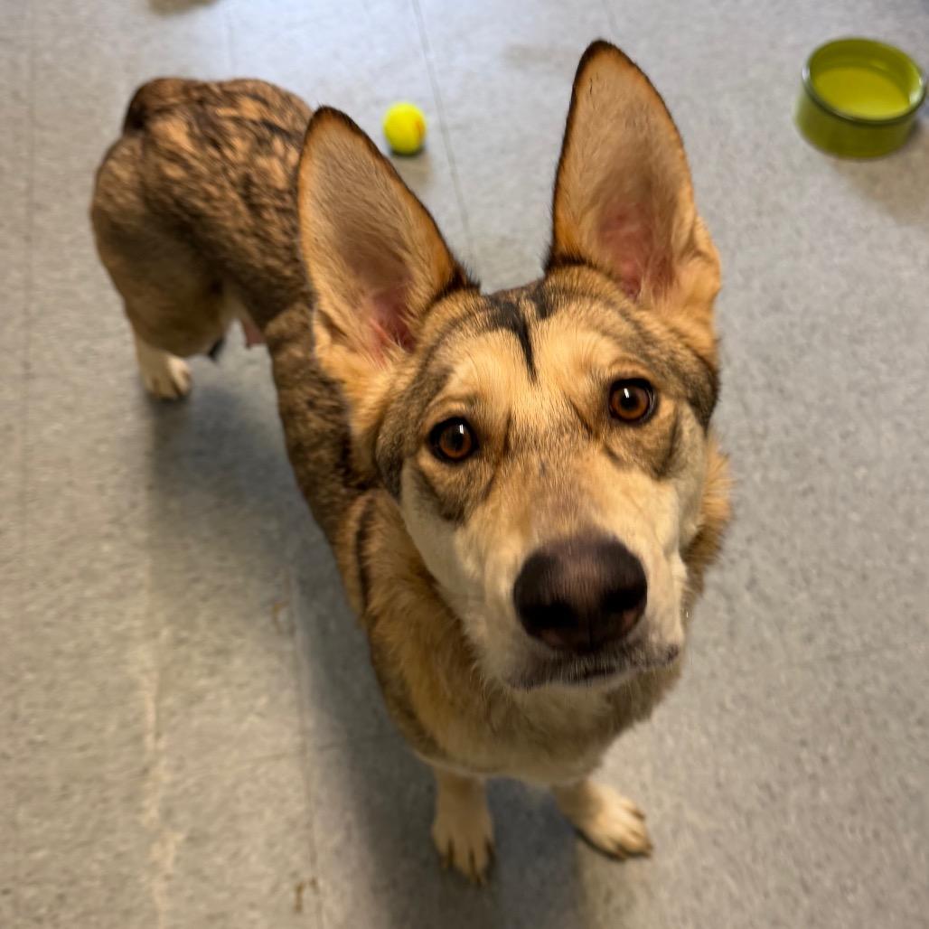 Petrie, Adoptable, Adult Female Husky.