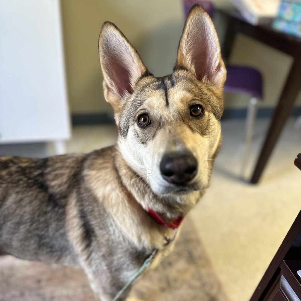 Petrie, a Adoptable Husky in Enfield, NH image 2/3
