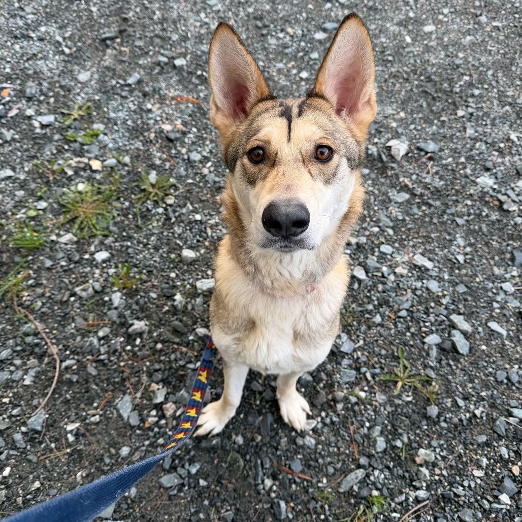 Petrie, a Adoptable Husky in Enfield, NH image 3/3