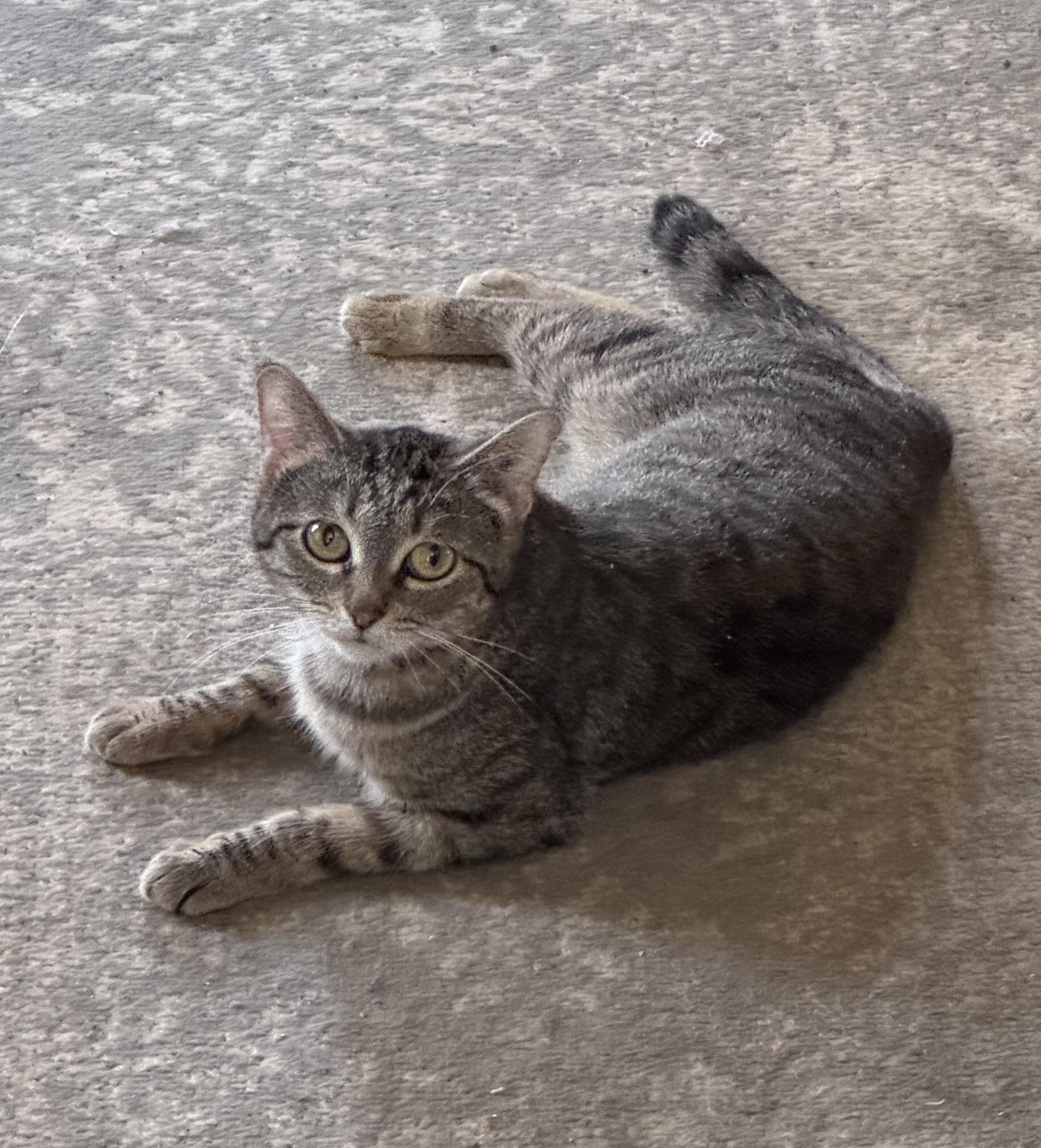 MJ, a Adoptable mixed breed in Crystal Lake, IL image 5/5