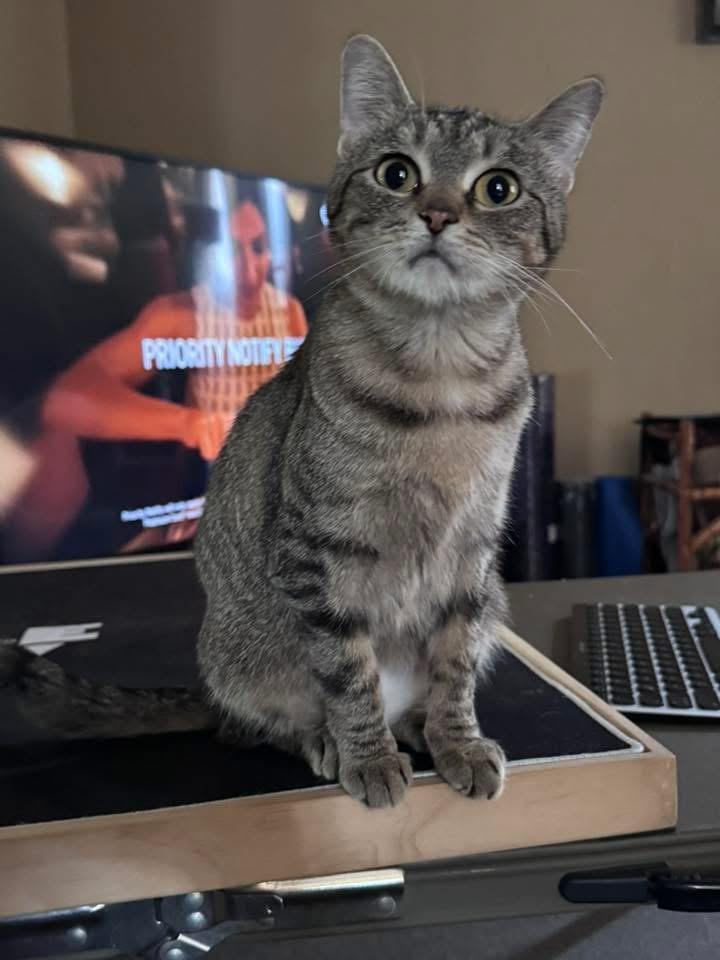 MJ, Adoptable, Young Female Tabby.