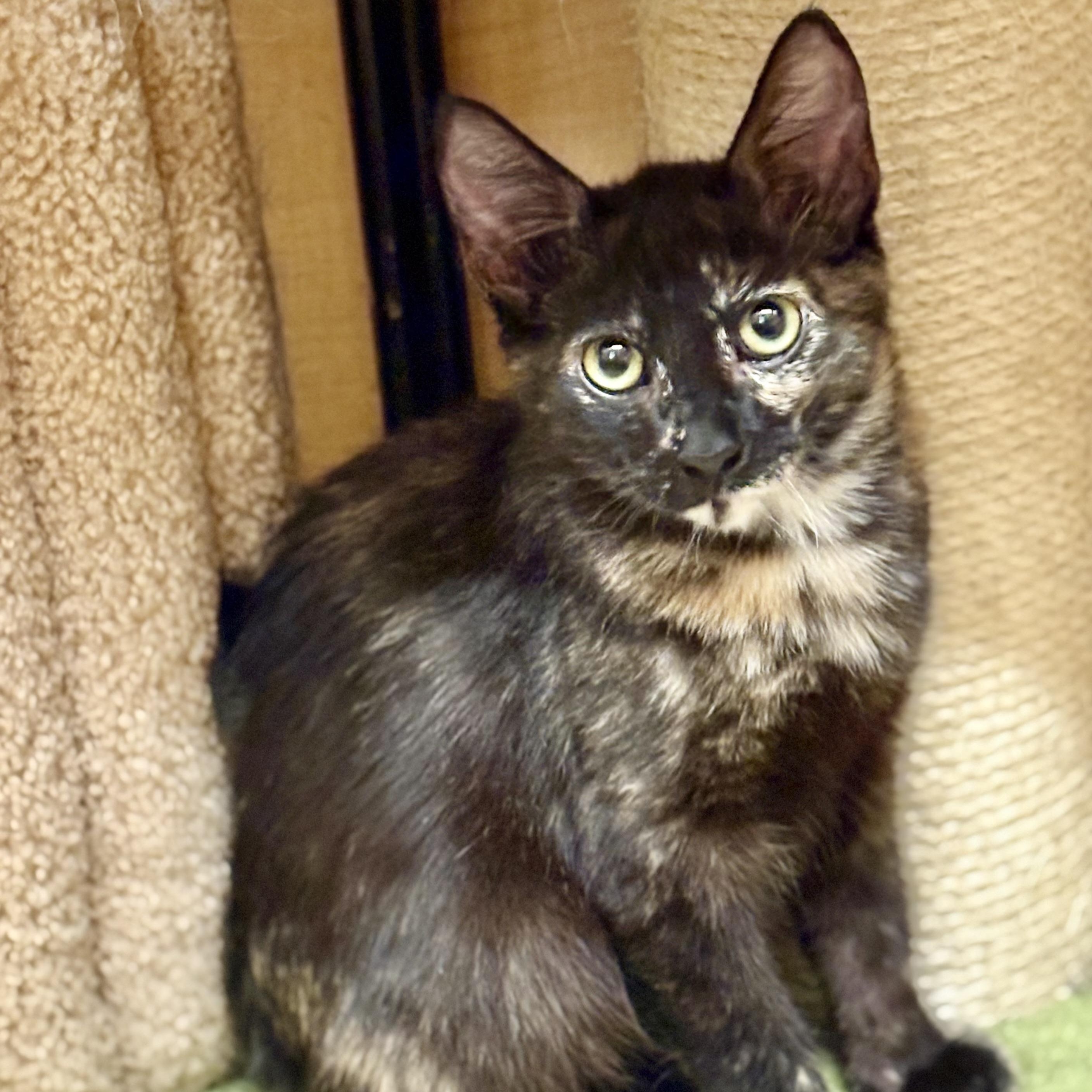 Sienna, a Adoptable Tortoiseshell in SCOTTSDALE, AZ image 1/2