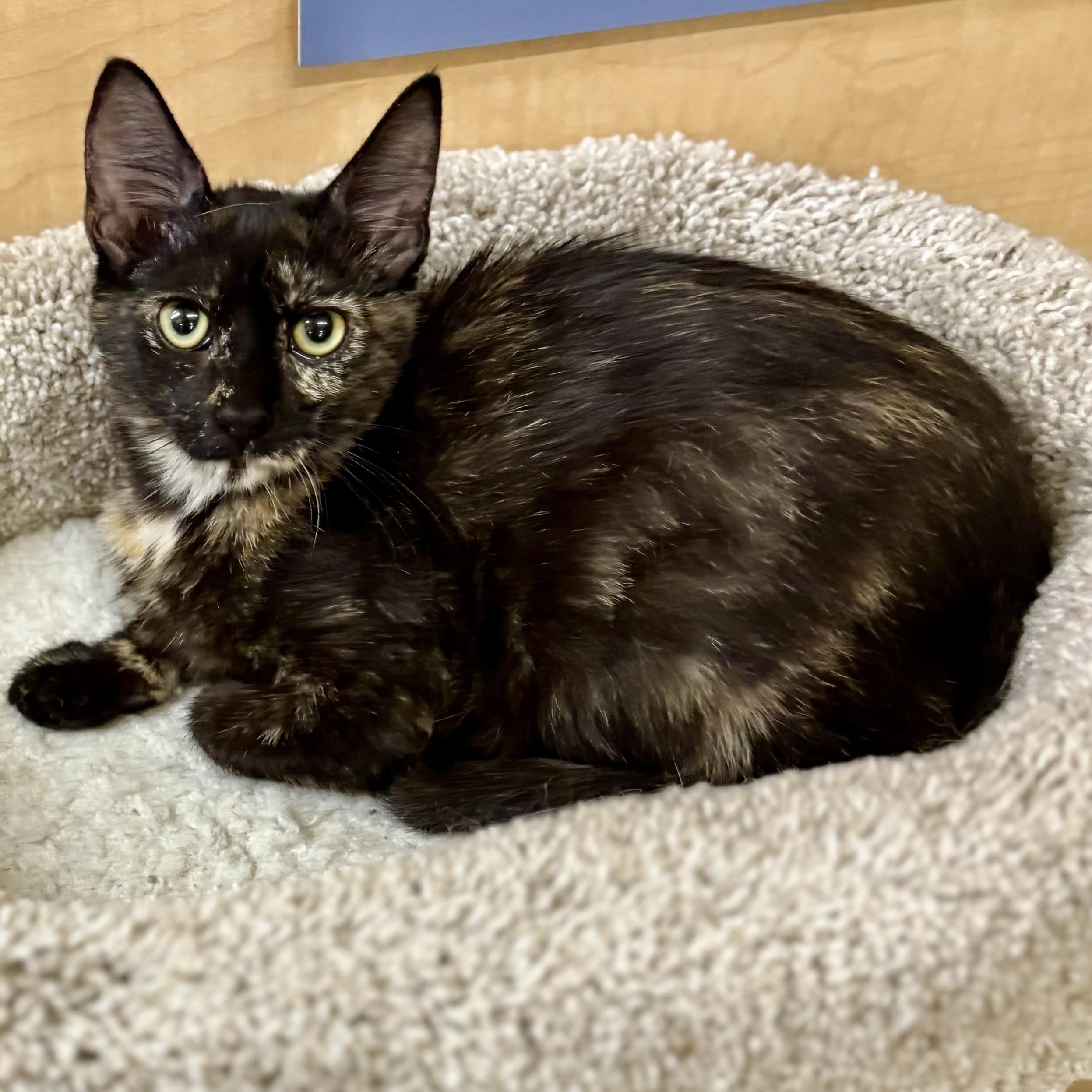 Sienna, a Adoptable Tortoiseshell in SCOTTSDALE, AZ image 2/2