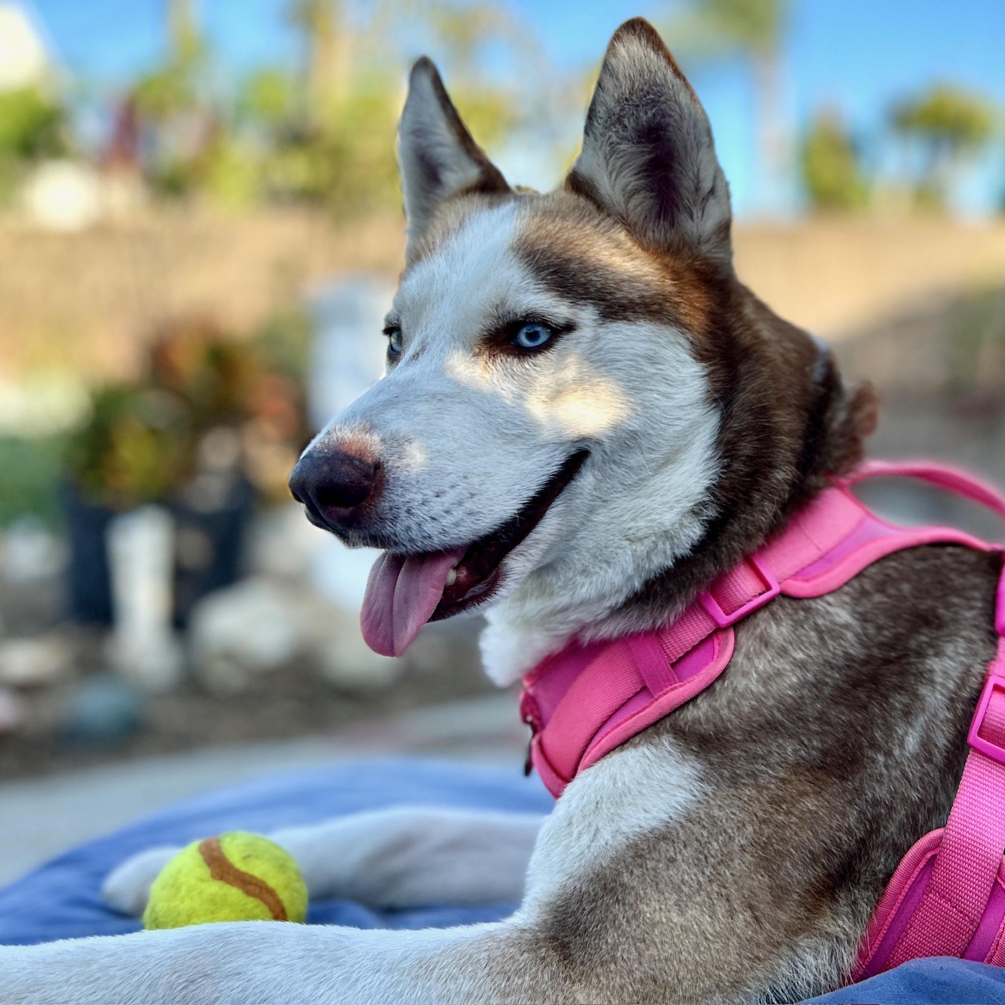 Meet Ahsoka This petite Siberian Husky just 38 lbs may be small in size but shes bursting wit