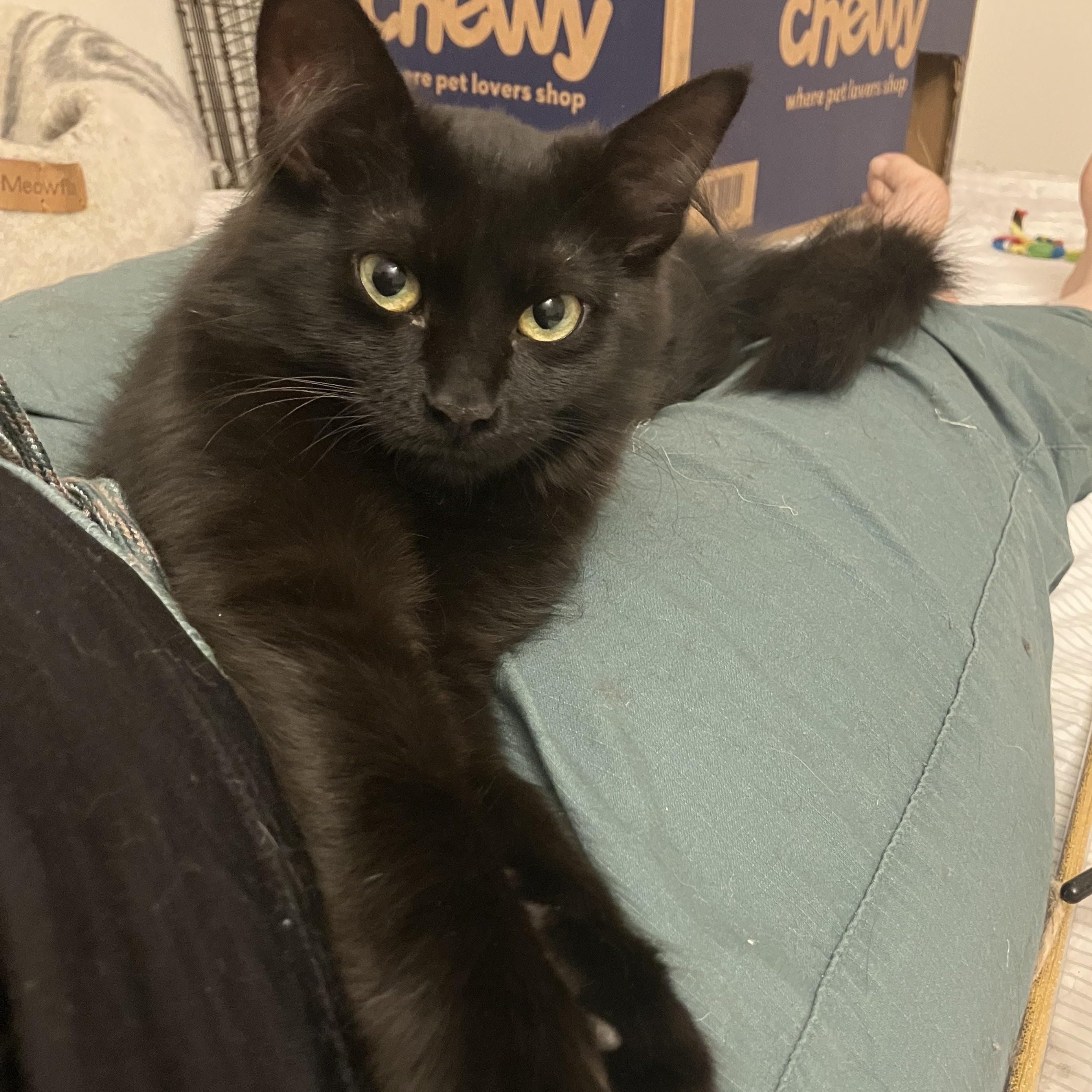 Eggplant, Baby Female Domestic Medium Hair