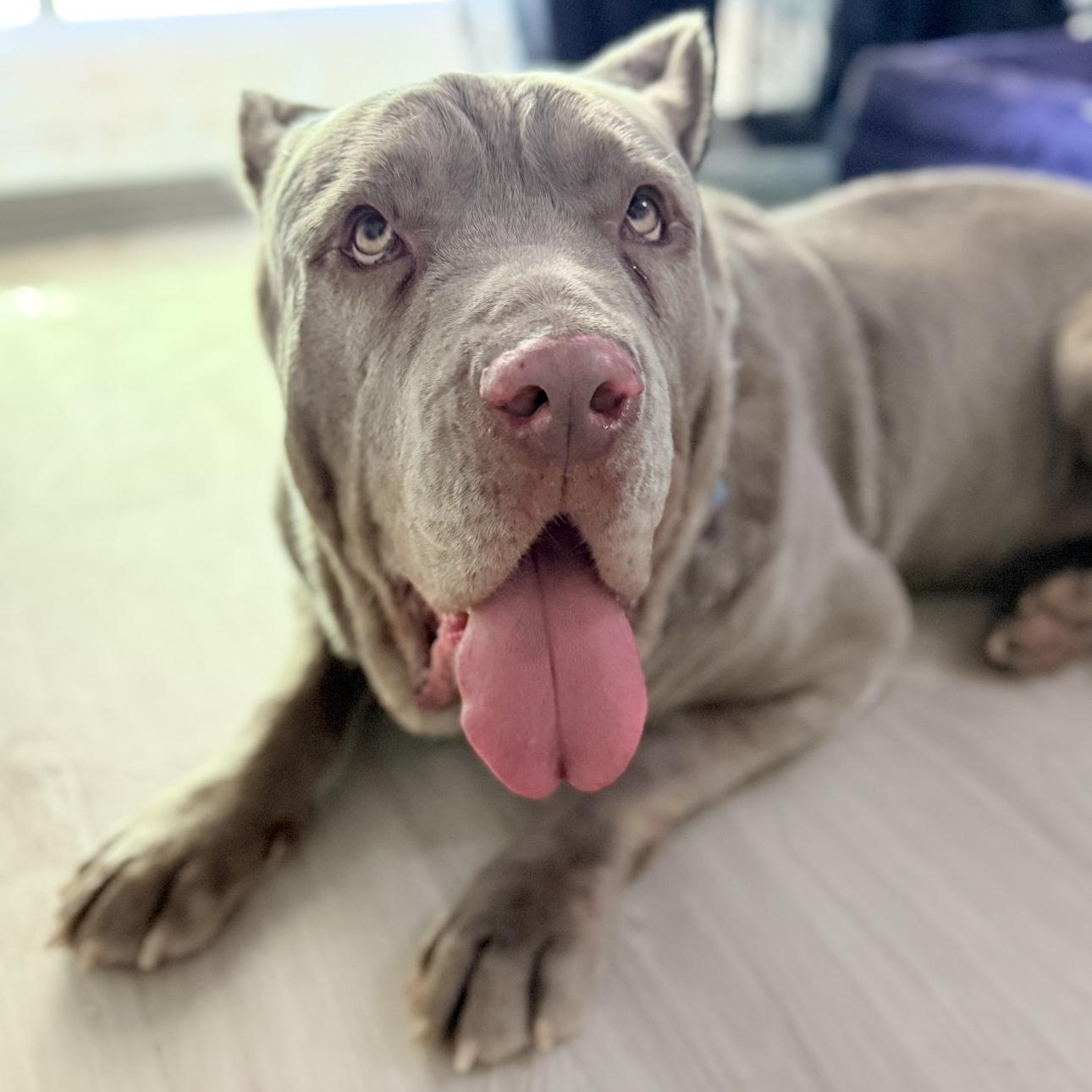 Enlarge Nolan, a Adopted mixed breed in Riverside, CA image 1/4