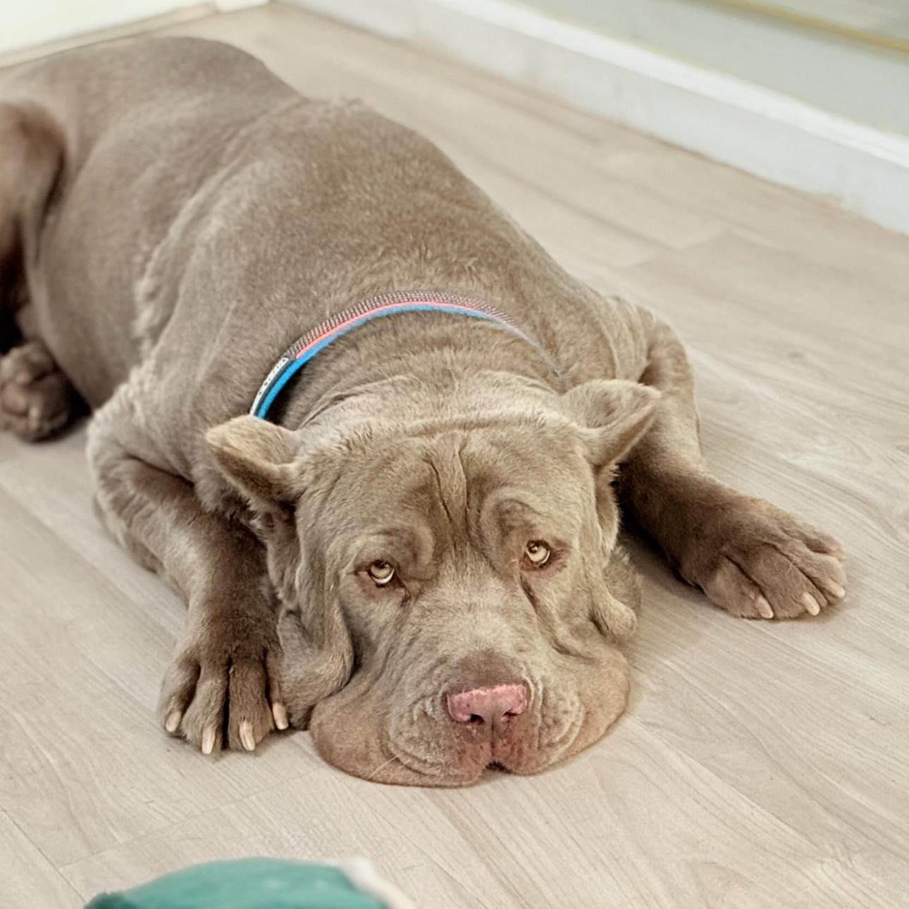 Enlarge Nolan, a Adopted mixed breed in Riverside, CA image 4/4