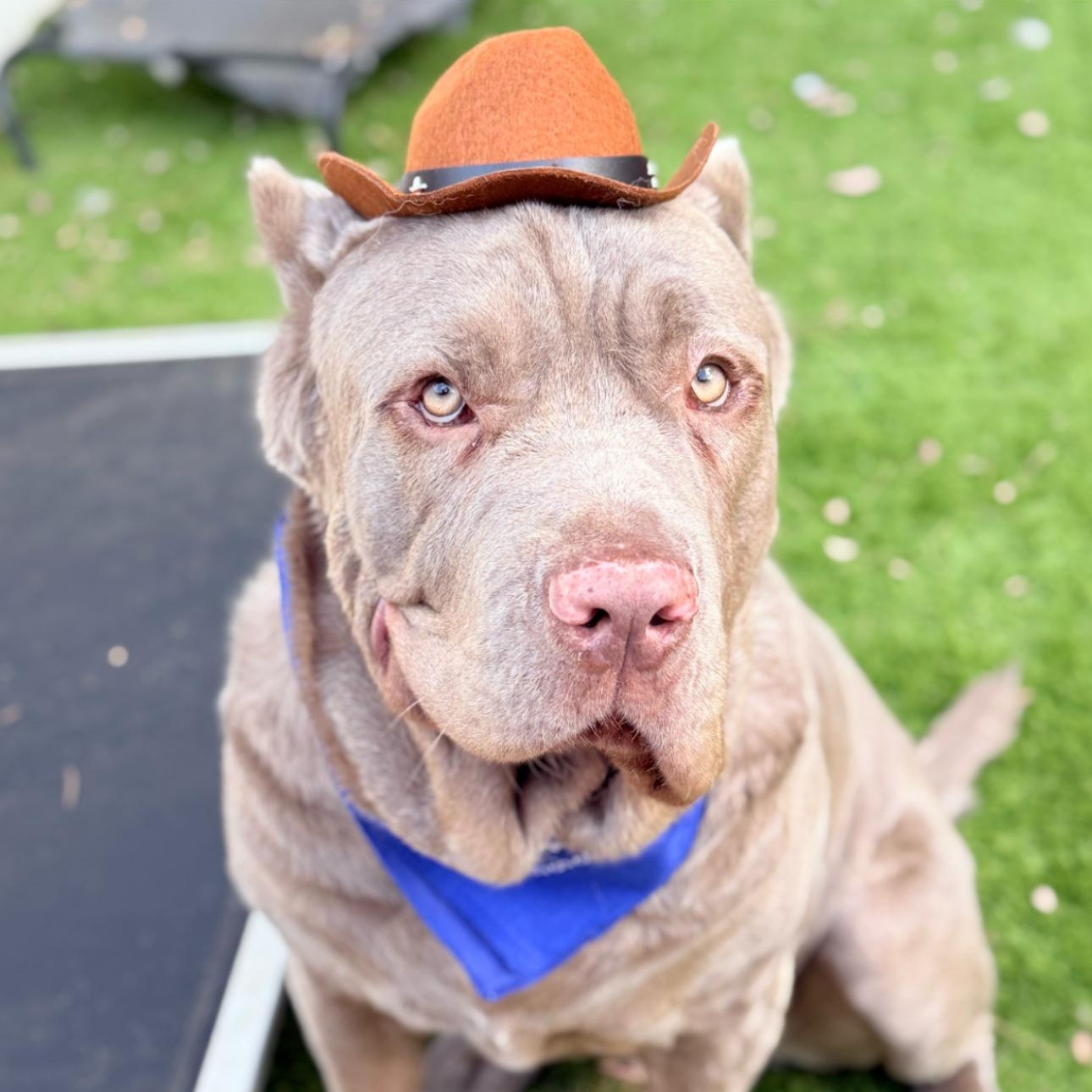 Enlarge Nolan, a Adopted mixed breed in Riverside, CA image 3/4