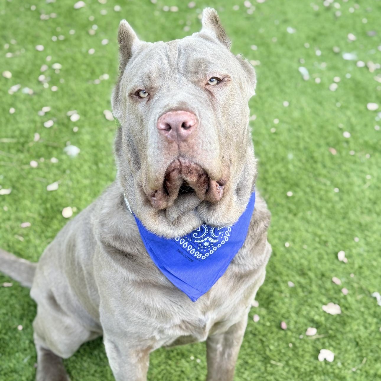 Enlarge Nolan, a Adopted mixed breed in Riverside, CA image 2/4