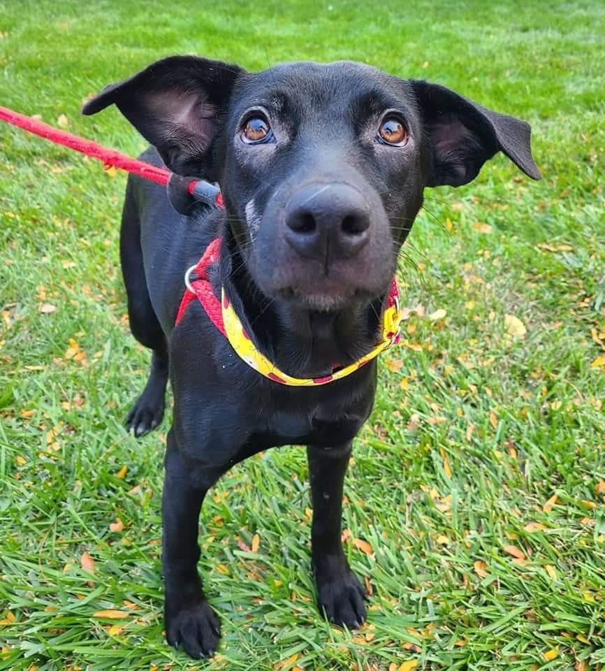 Enlarge Shade, a Adopted mixed breed in Johnston, IA image 1/1