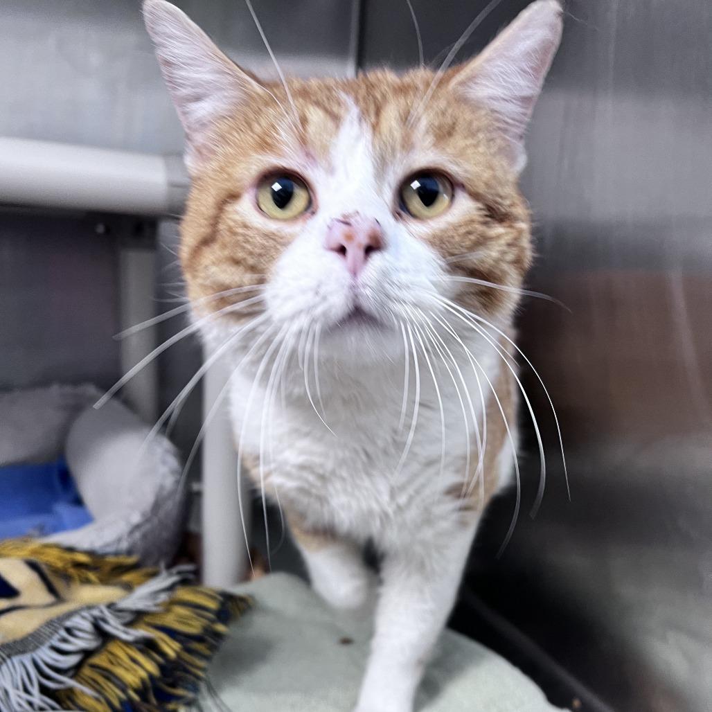 Spencer, Adoptable, Adult Male Domestic Short Hair.