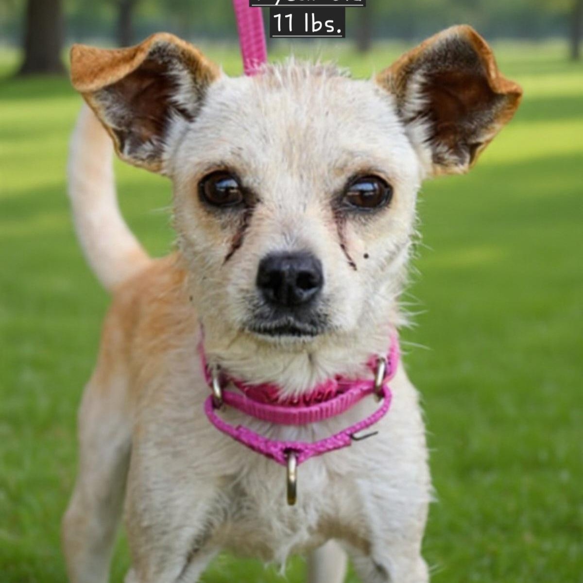 Tinker, a Adoptable mixed breed in Olympia, WA image 3/5