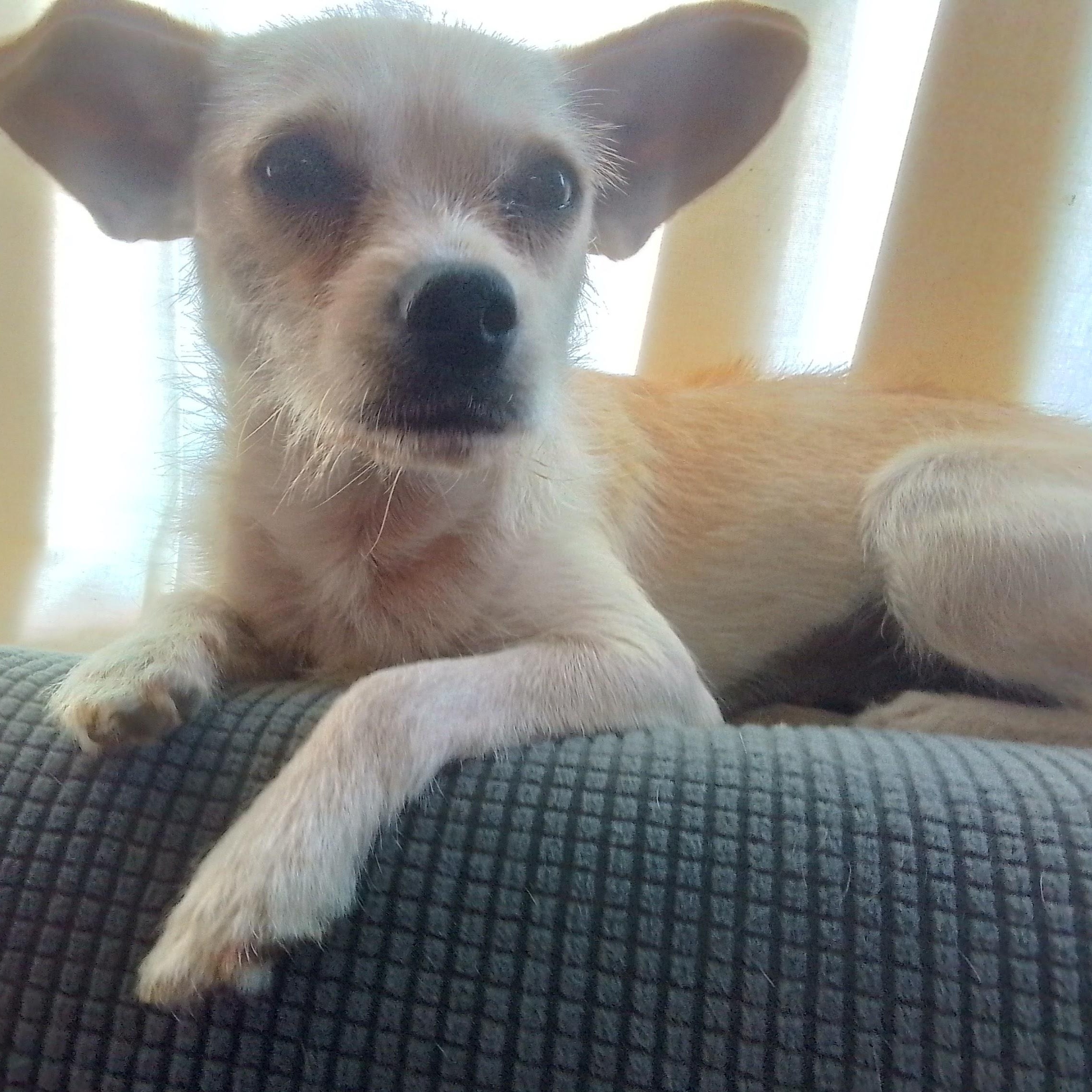 Tinker, a Adoptable mixed breed in Olympia, WA image 1/5