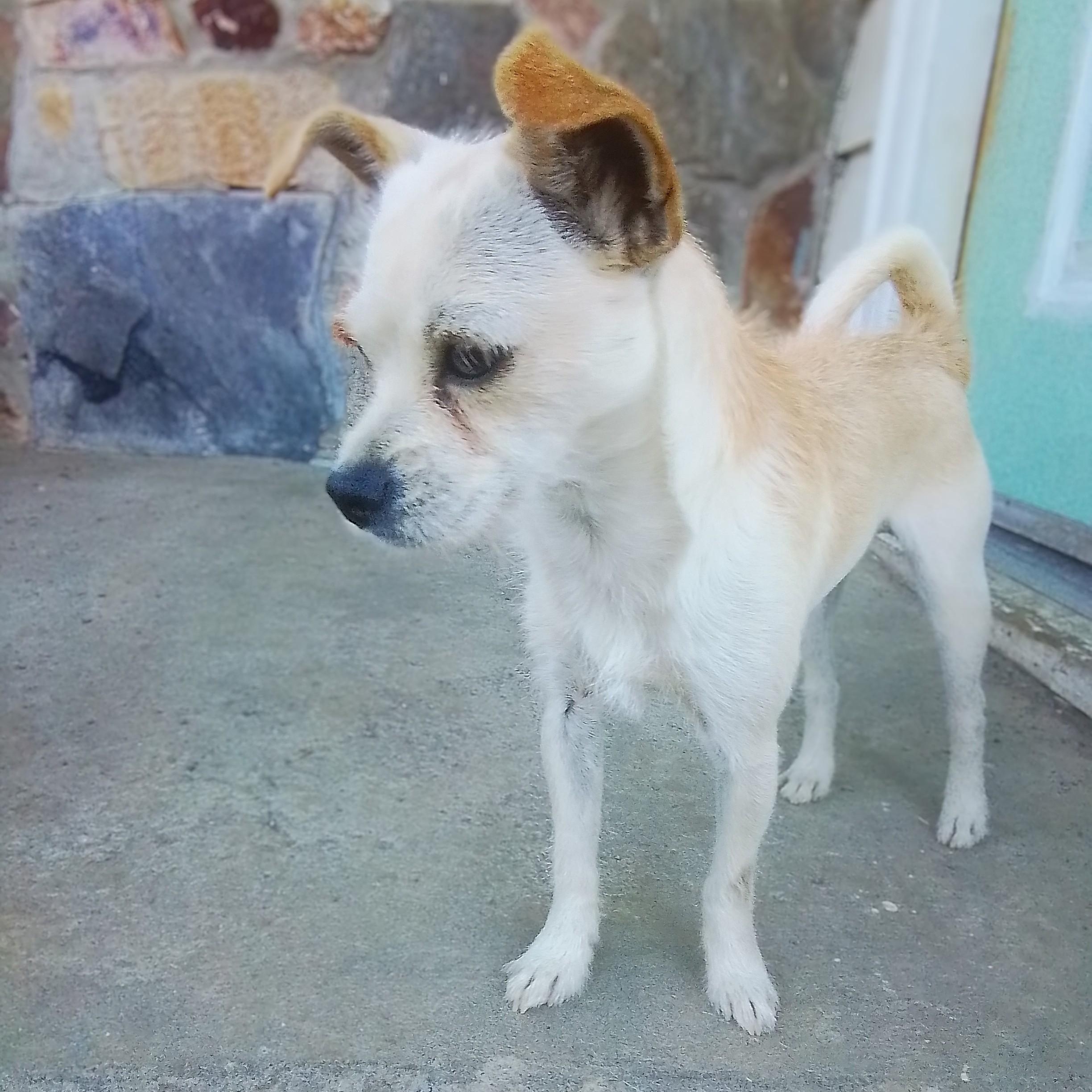 Tinker, a Adoptable mixed breed in Olympia, WA image 2/5