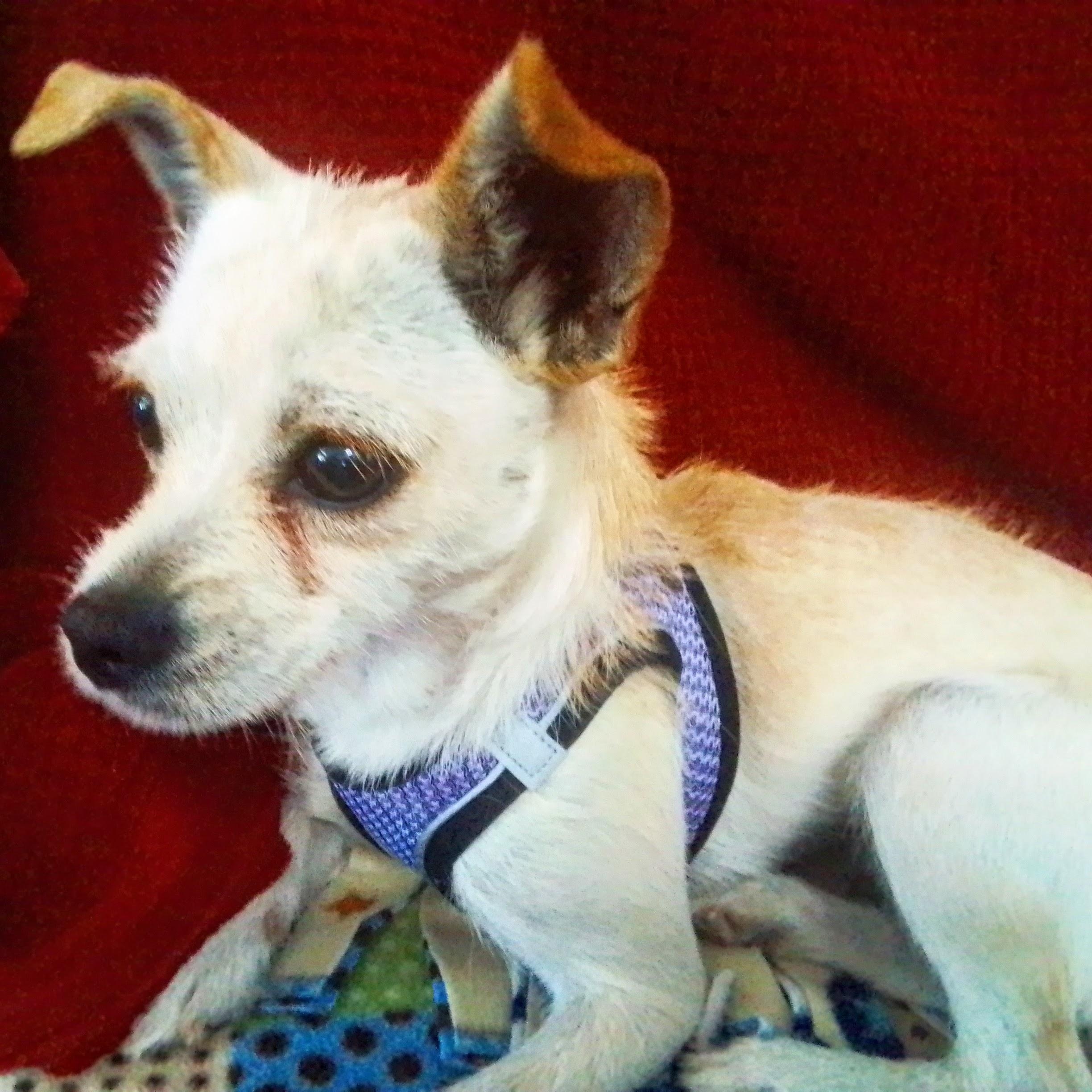 Tinker, a Adoptable mixed breed in Olympia, WA image 4/5