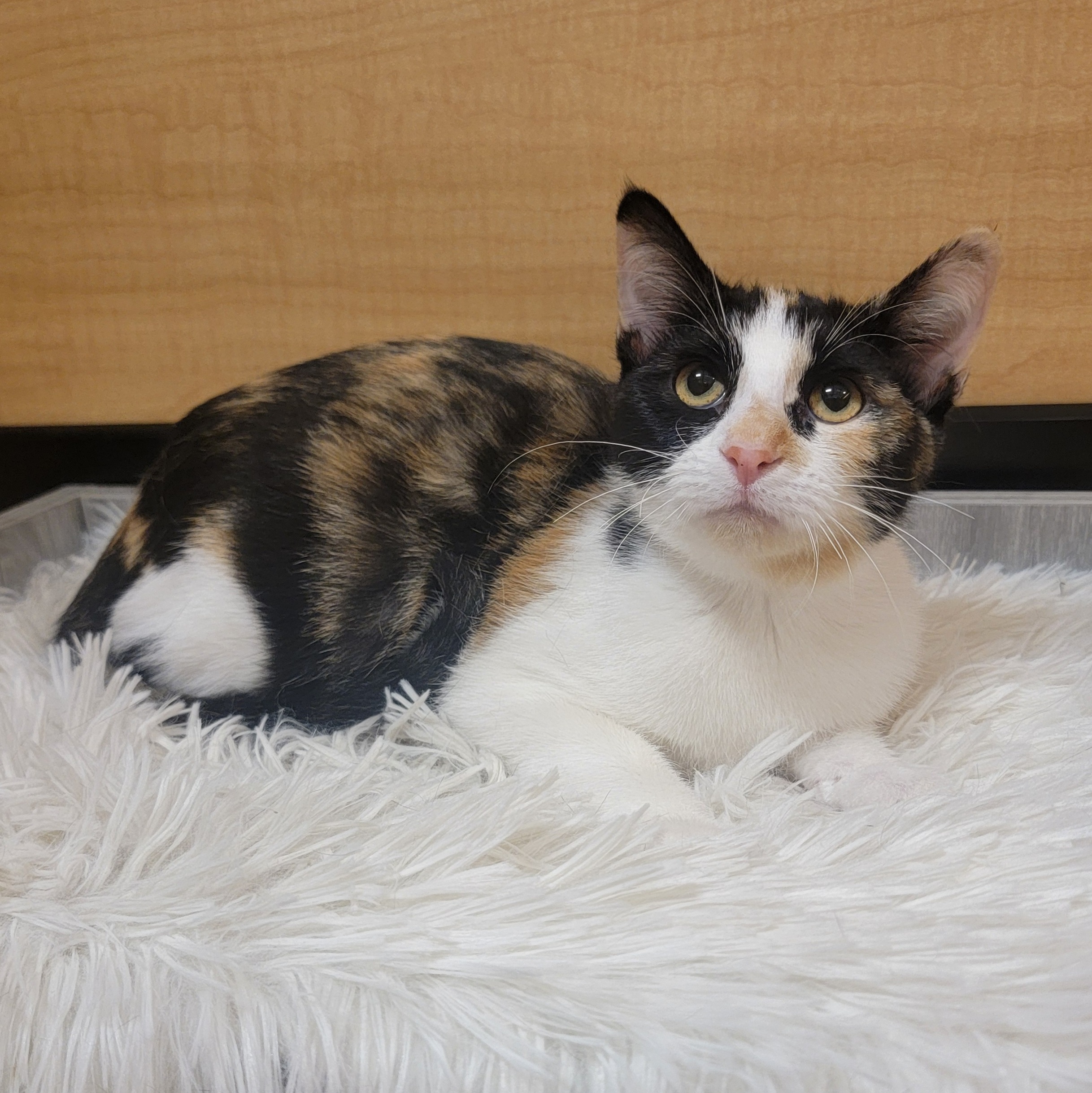 Skittles, Adoptable, Young Female Domestic Short Hair.
