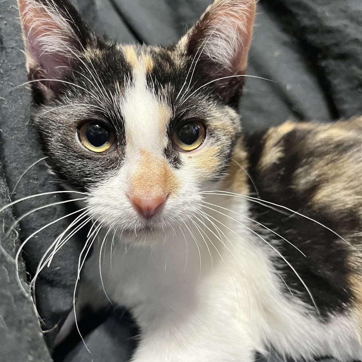 Enlarge Skittles, a Adoptable Domestic Short Hair in Warr Acres, OK image 2/2