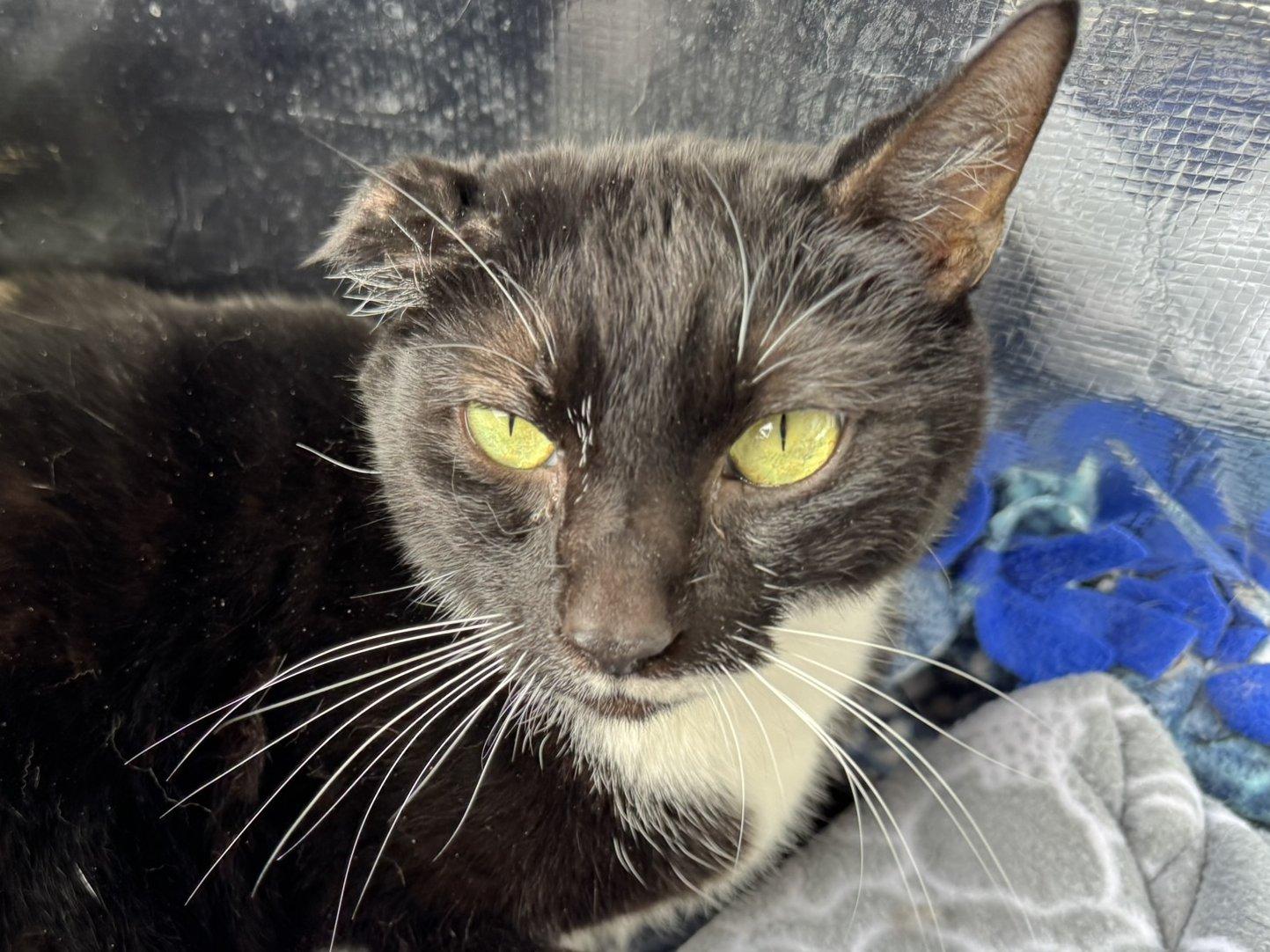 Kevin, an adoptable Tuxedo, Domestic Short Hair in Republic, WA, 99166 | Photo Image 1