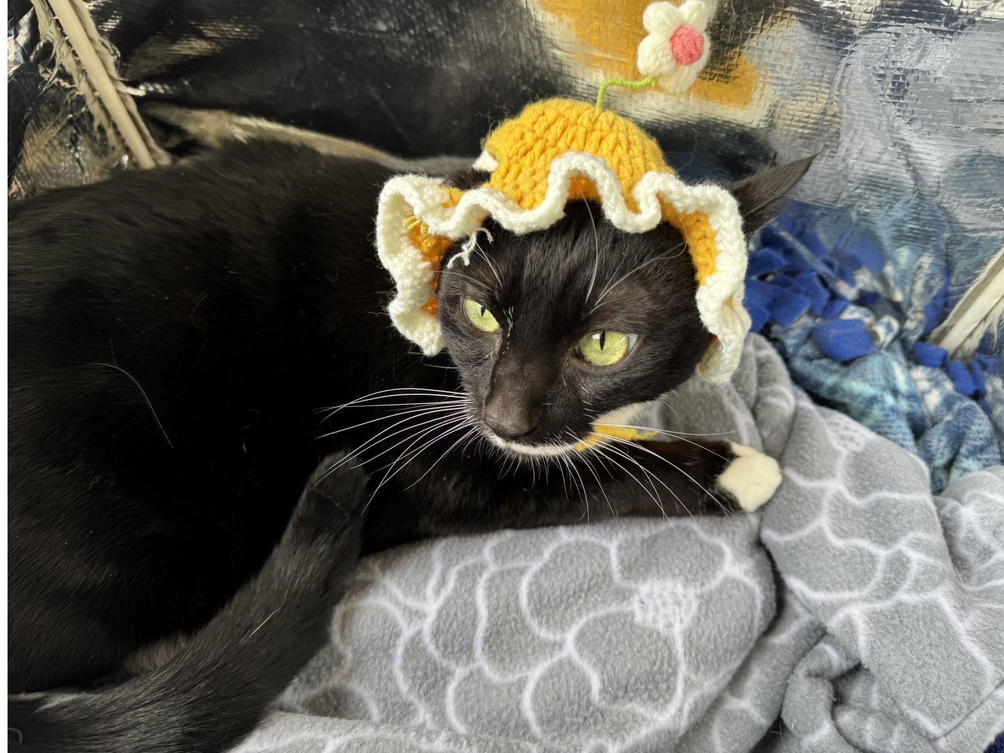 Kevin, an adoptable Tuxedo, Domestic Short Hair in Republic, WA, 99166 | Photo Image 4