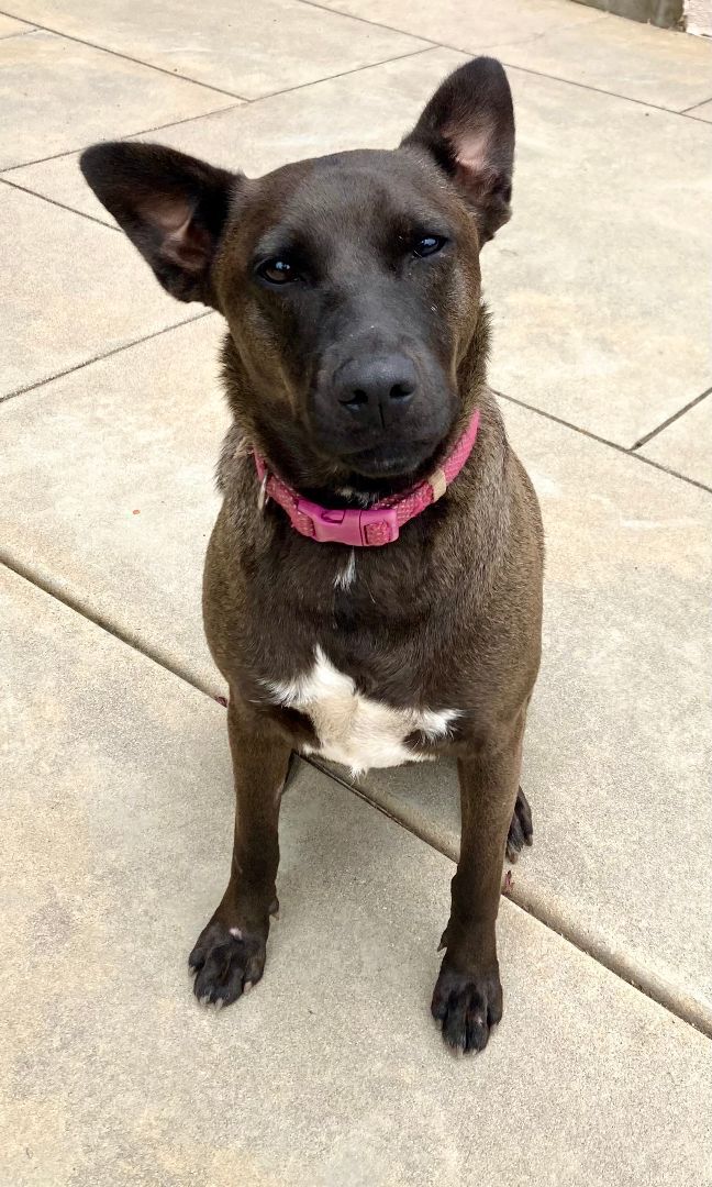 Enlarge Beni, a Adoptable mixed breed in Rancho Santa Fe, CA image 1/2