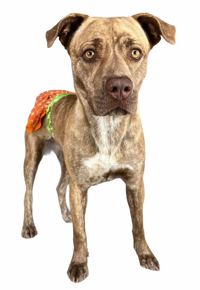 CoCo, a Adoptable mixed breed in Las Vegas, NV image 1/8