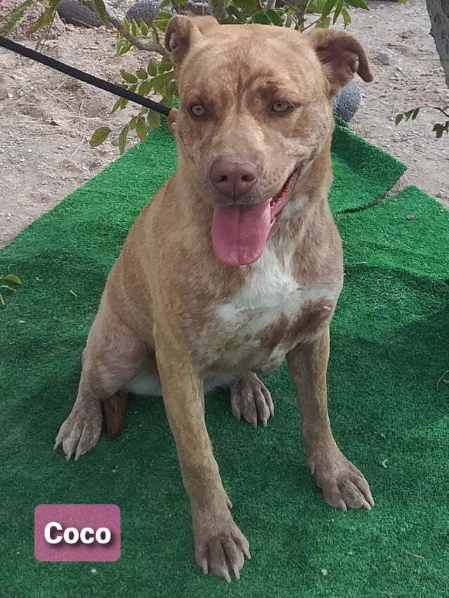 CoCo, a Adoptable mixed breed in Las Vegas, NV image 2/8
