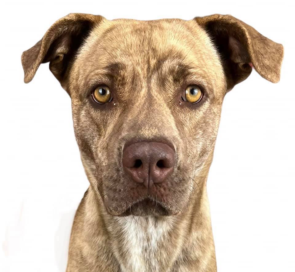 CoCo, a Adoptable mixed breed in Las Vegas, NV image 4/8
