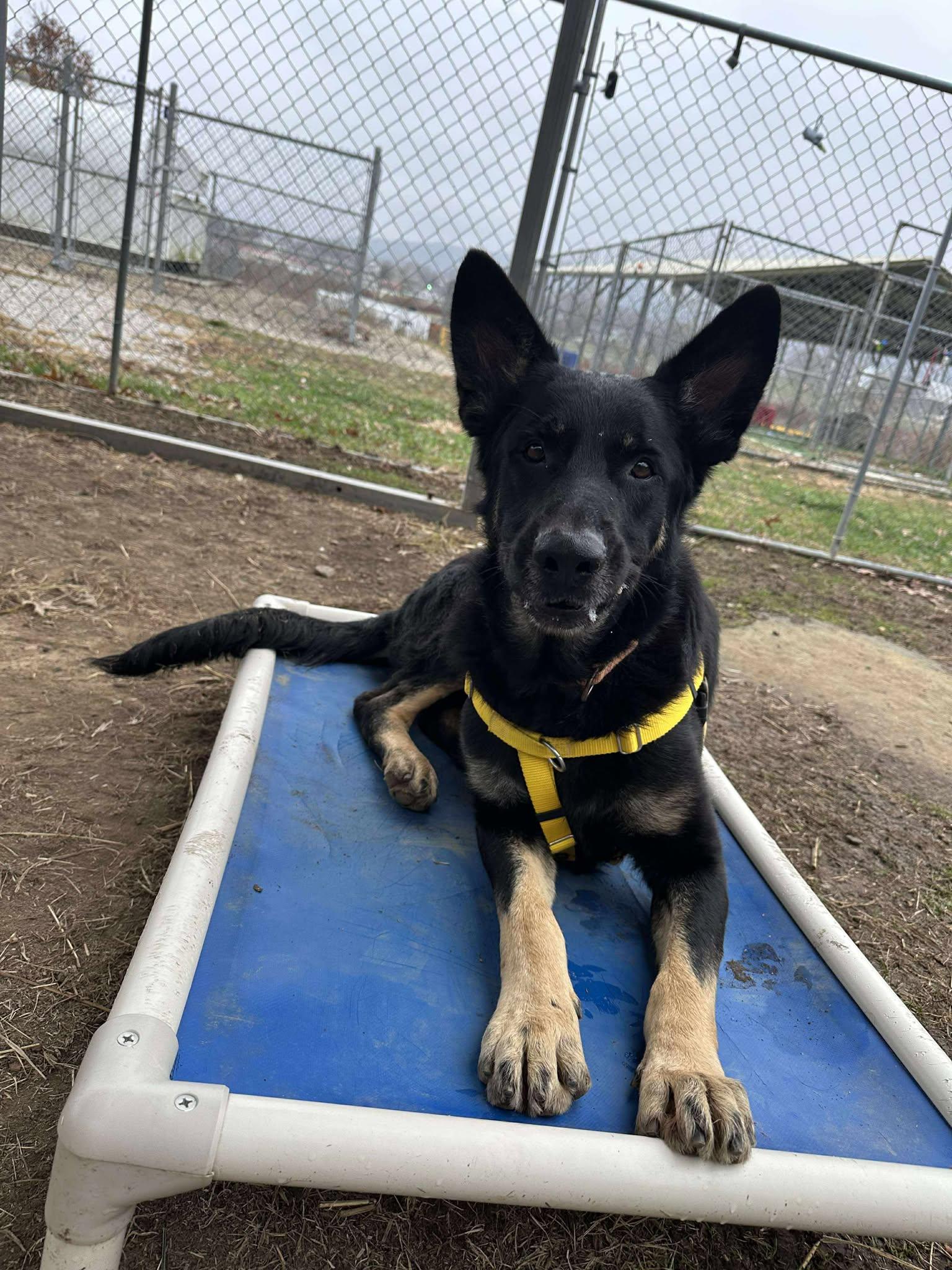 Harley, a Adoptable mixed breed in Moundsville, WV image 1/3