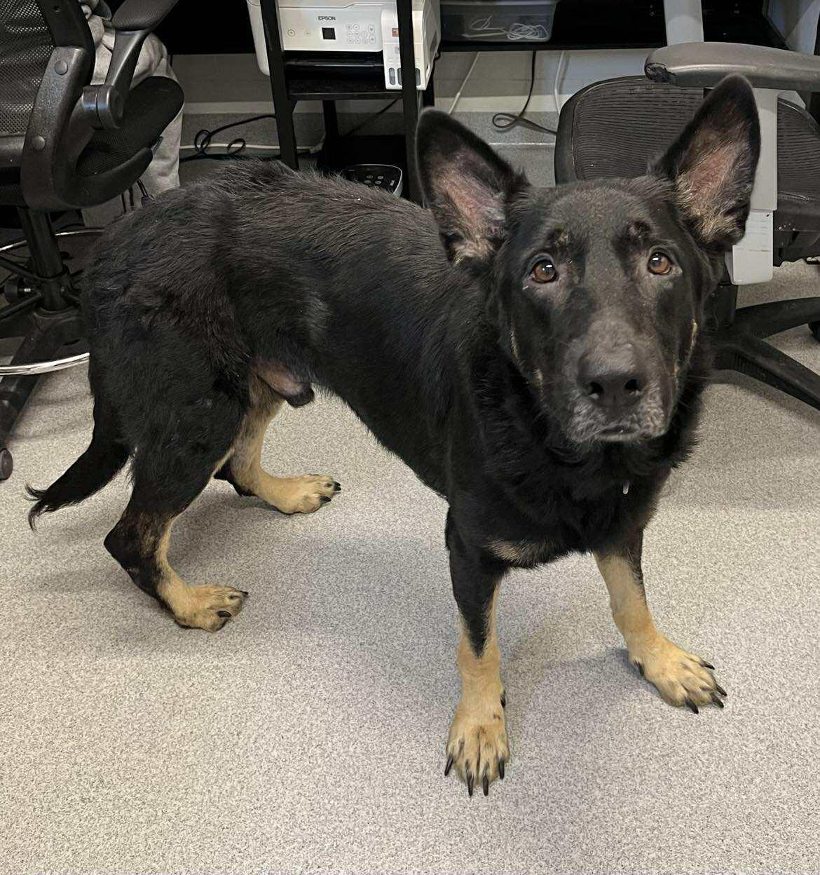 Harley, a Adoptable mixed breed in Moundsville, WV image 3/3