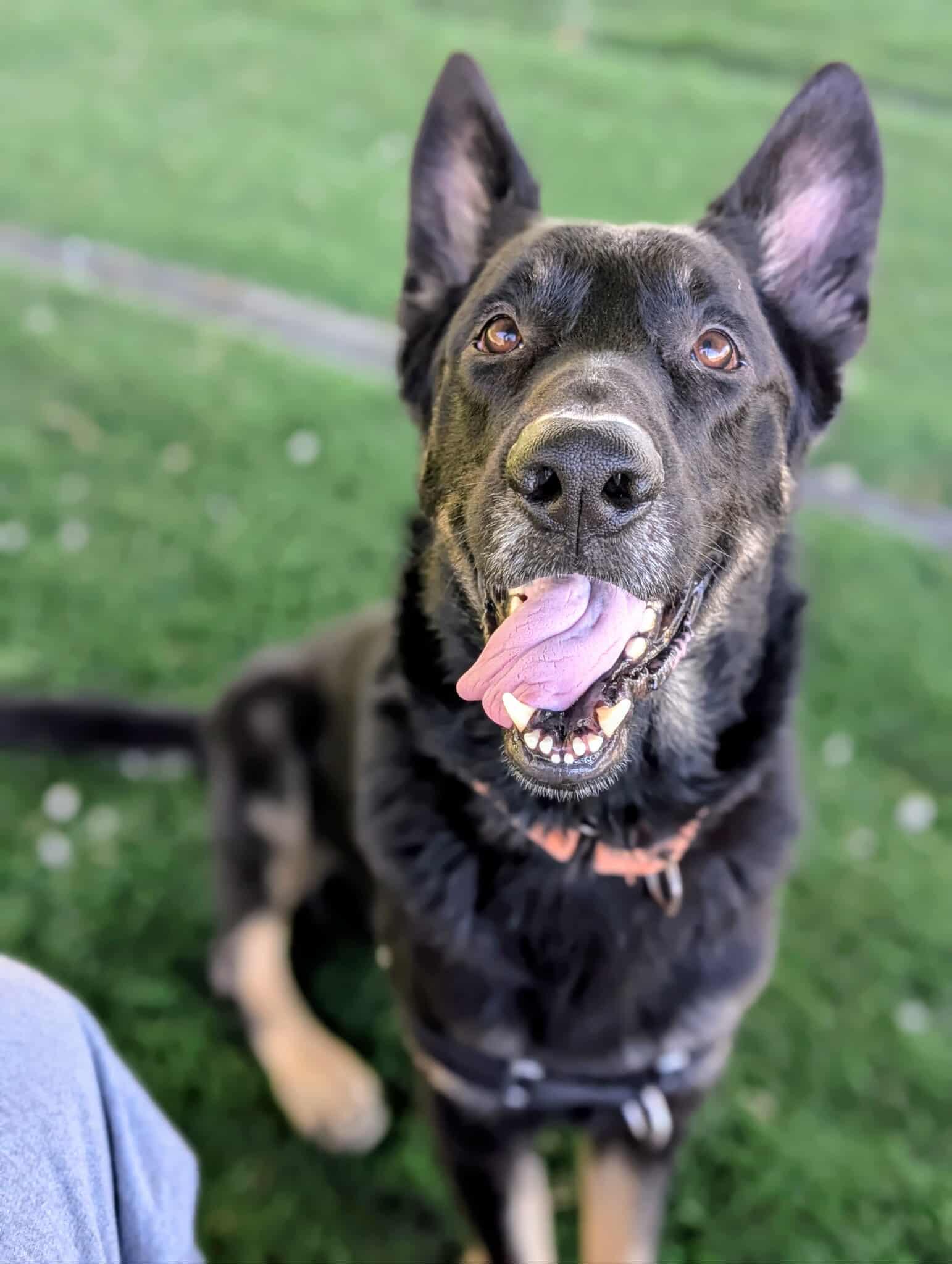 Harley, Adoptable, Senior Male German Shepherd Dog.