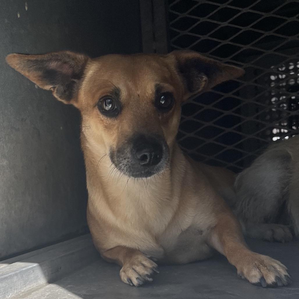 Rags, Adoptable, Adult Male Terrier & Dachshund.