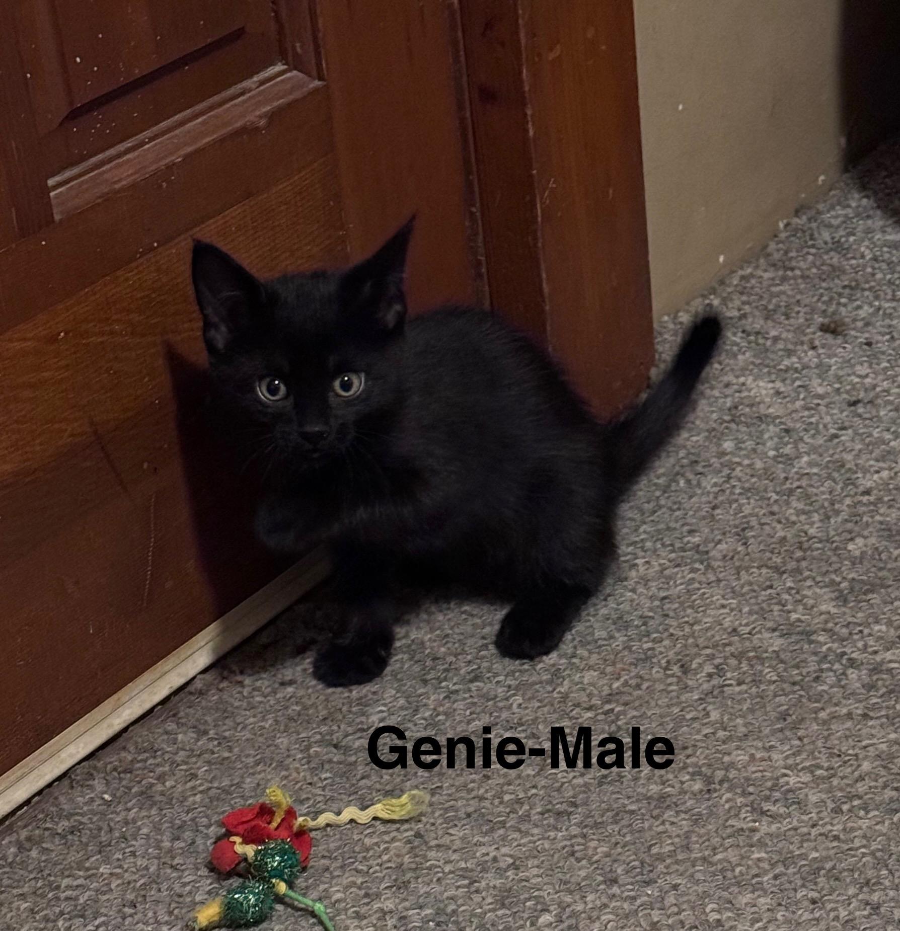 Enlarge Genie, a Adoptable Domestic Medium Hair in Crystal Lake, IL image 1/1