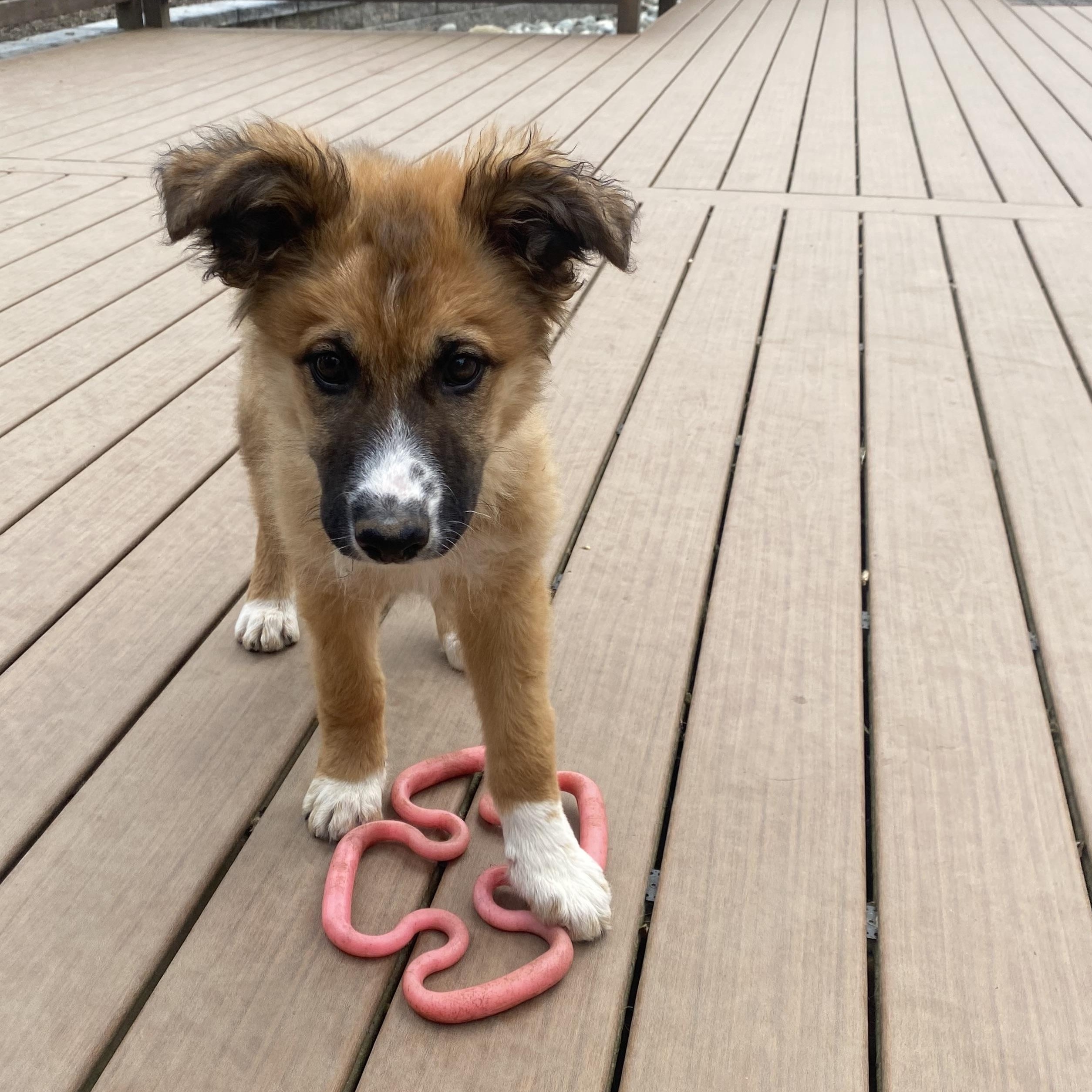 Daisy, an adopted mixed breed in Sammamish, WA image 2/6