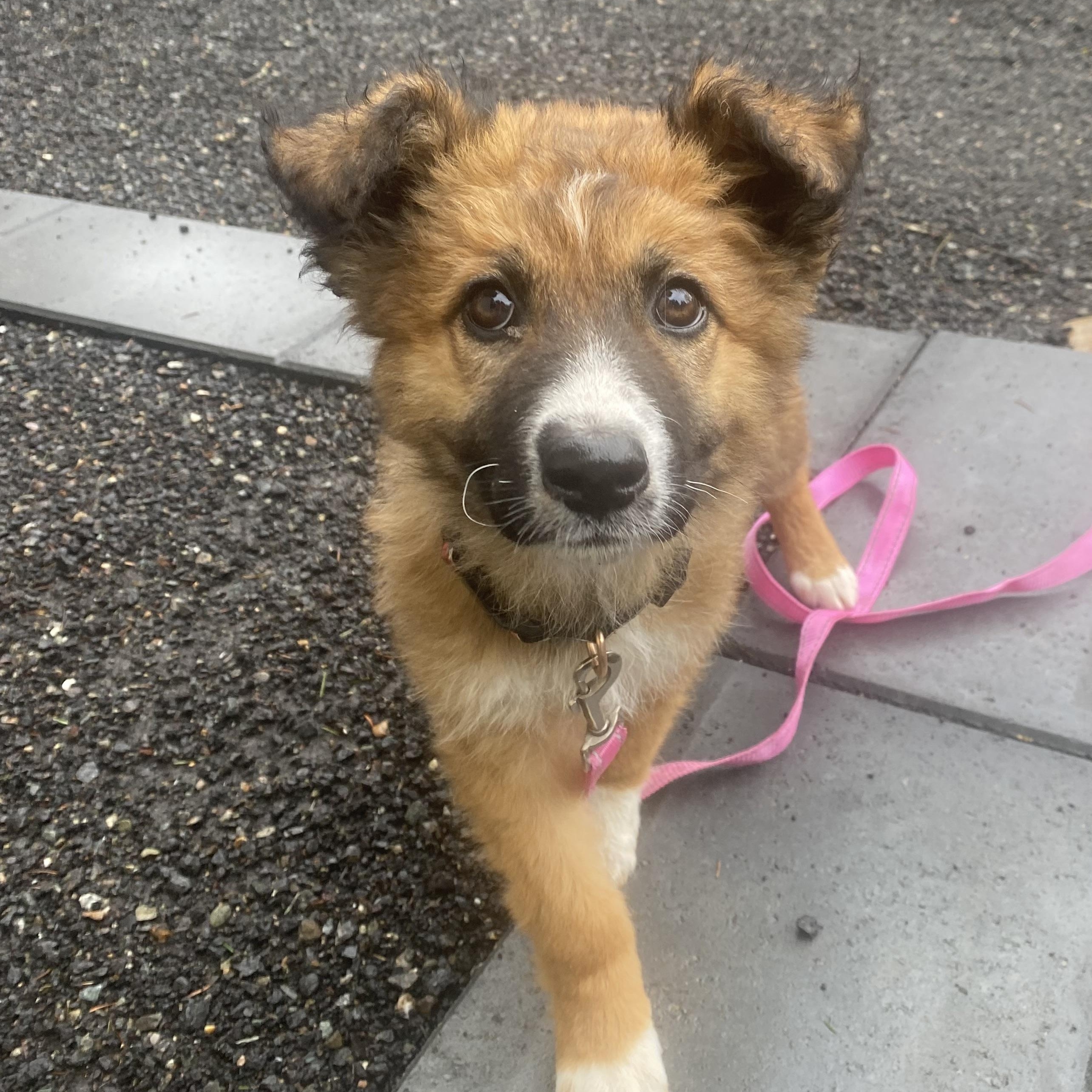 Daisy, an adopted mixed breed in Sammamish, WA image 4/6