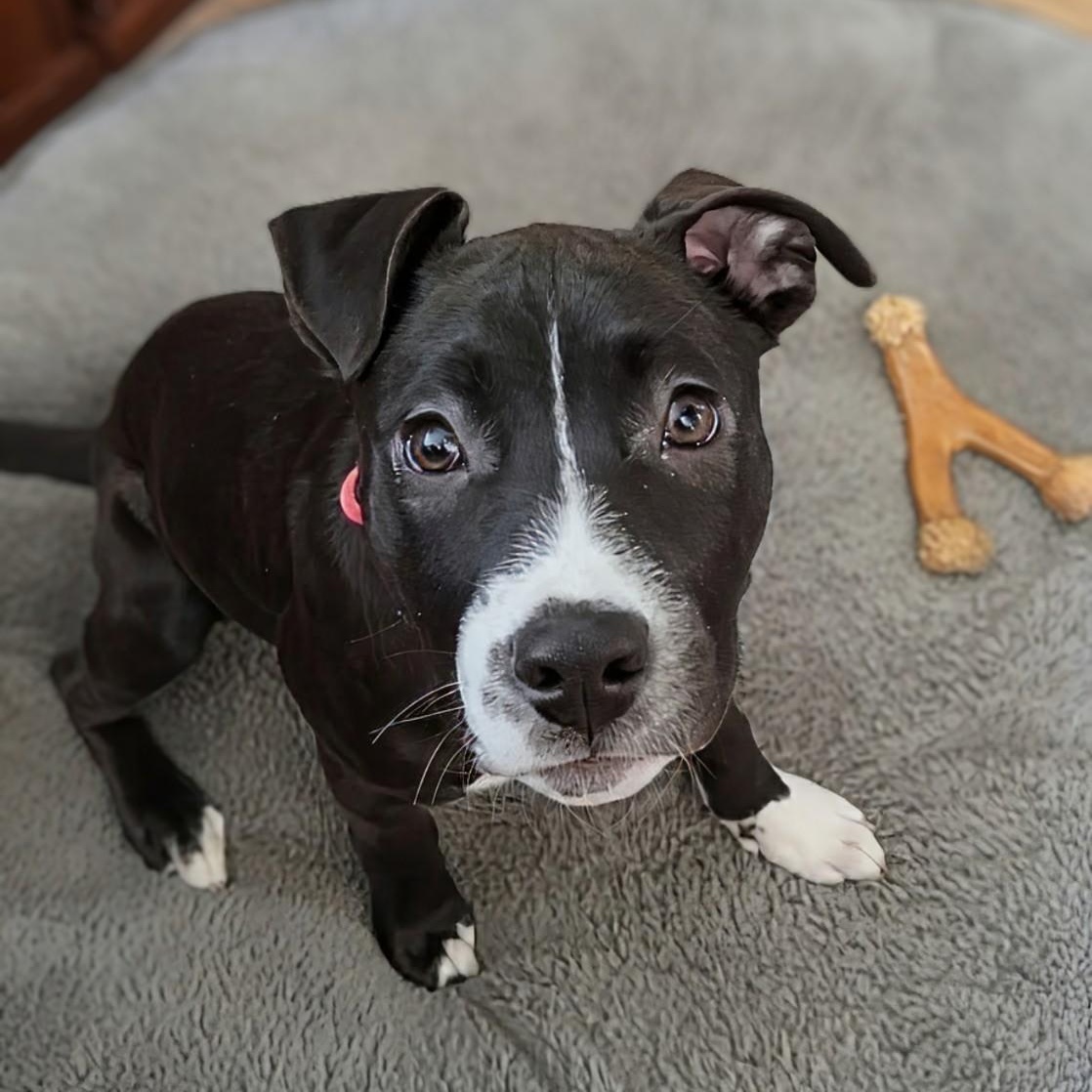 Enlarge Briar, a ADOPTABLE mixed breed in Potomac, MD image 2/5