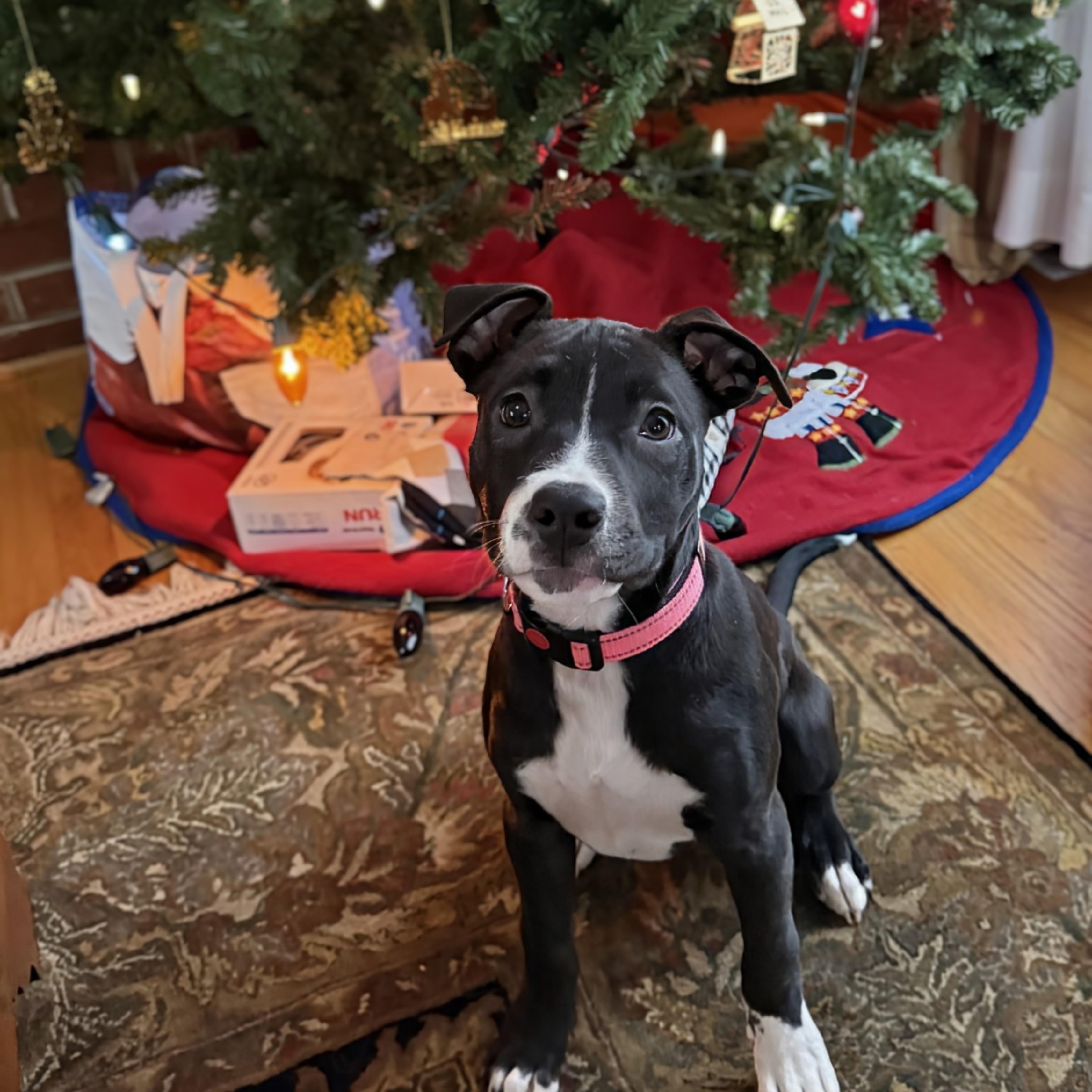 Enlarge Briar, a ADOPTABLE mixed breed in Potomac, MD image 5/5