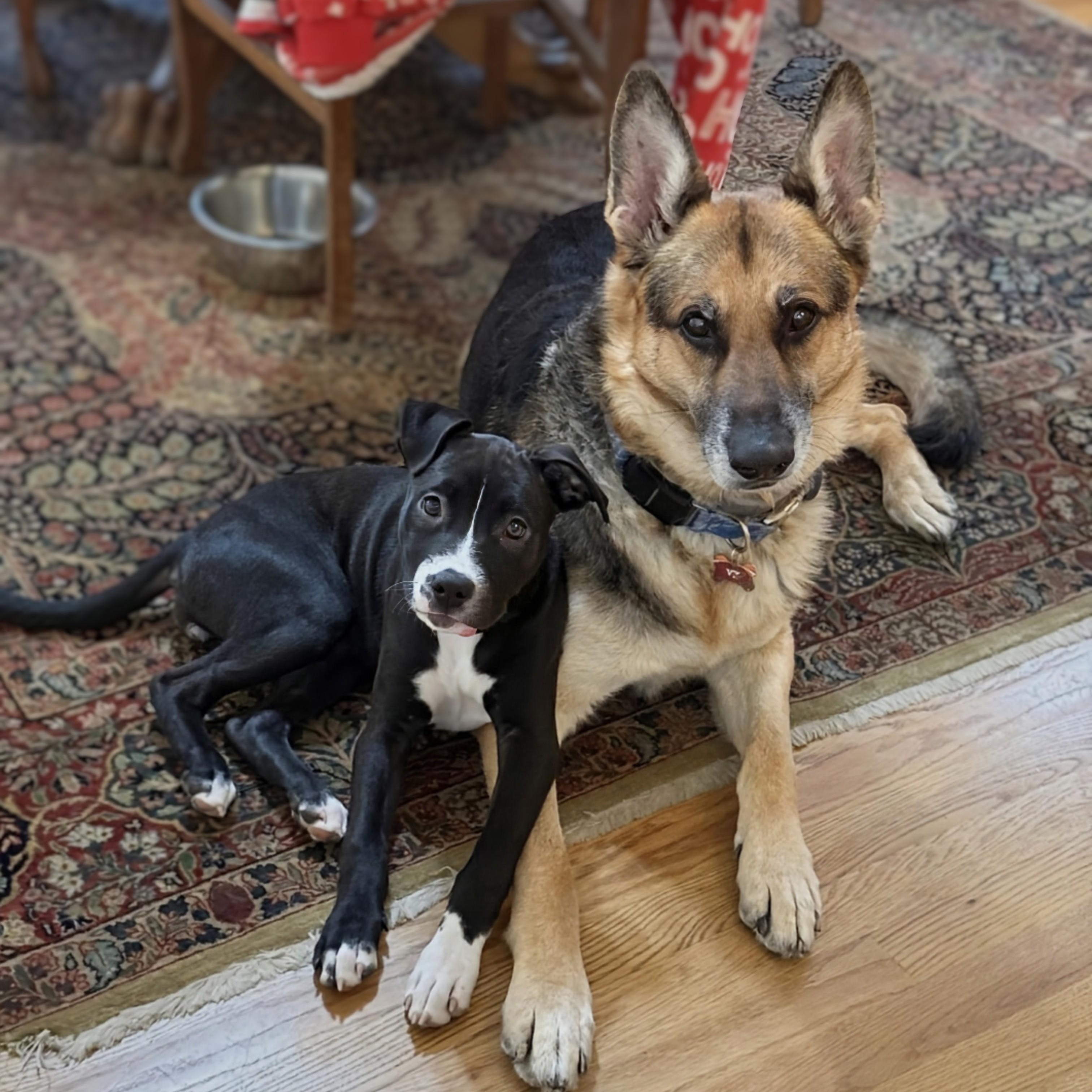 Enlarge Briar, a ADOPTABLE mixed breed in Potomac, MD image 4/5