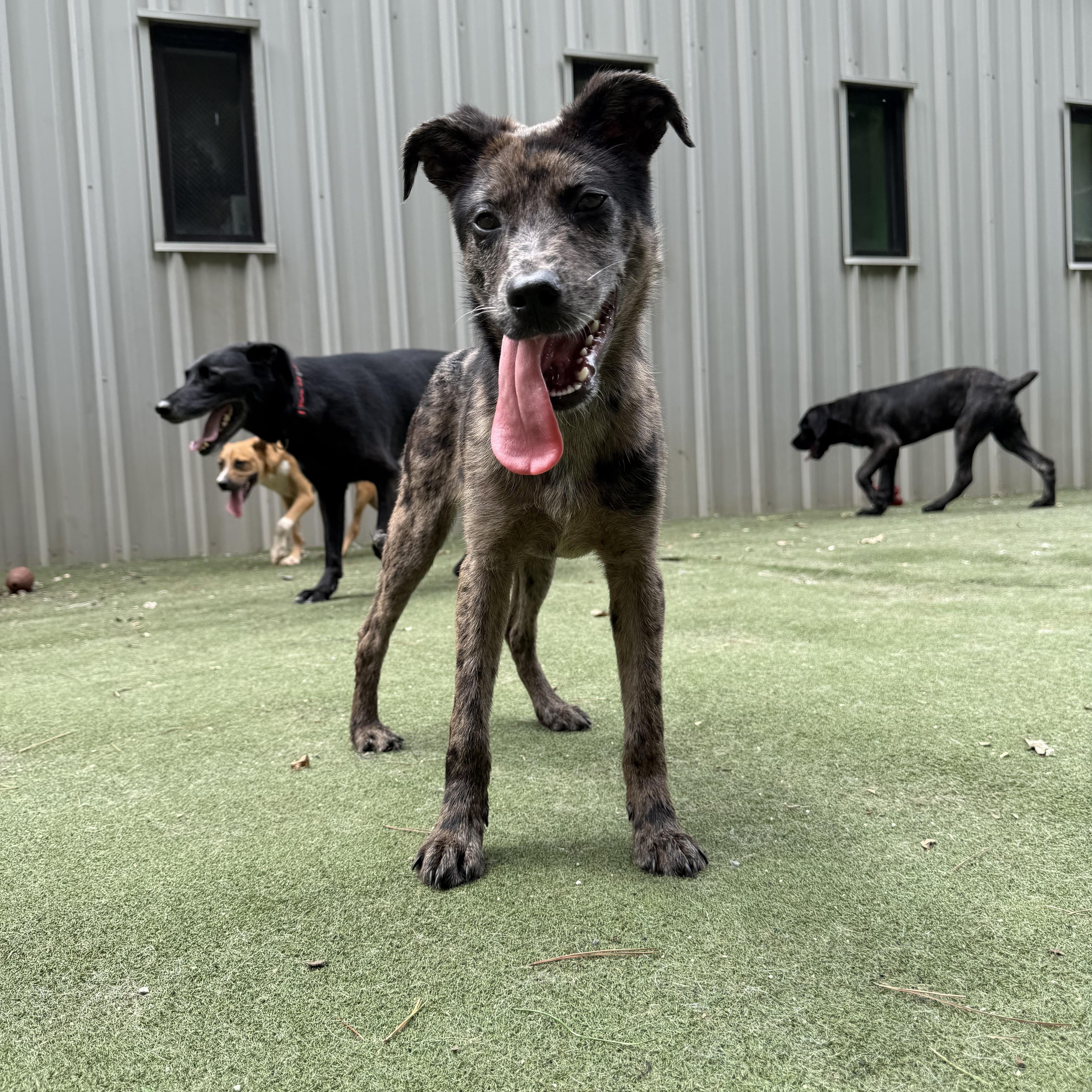 Enlarge Fiji, a Adoptable mixed breed in Charlotte, NC image 3/6