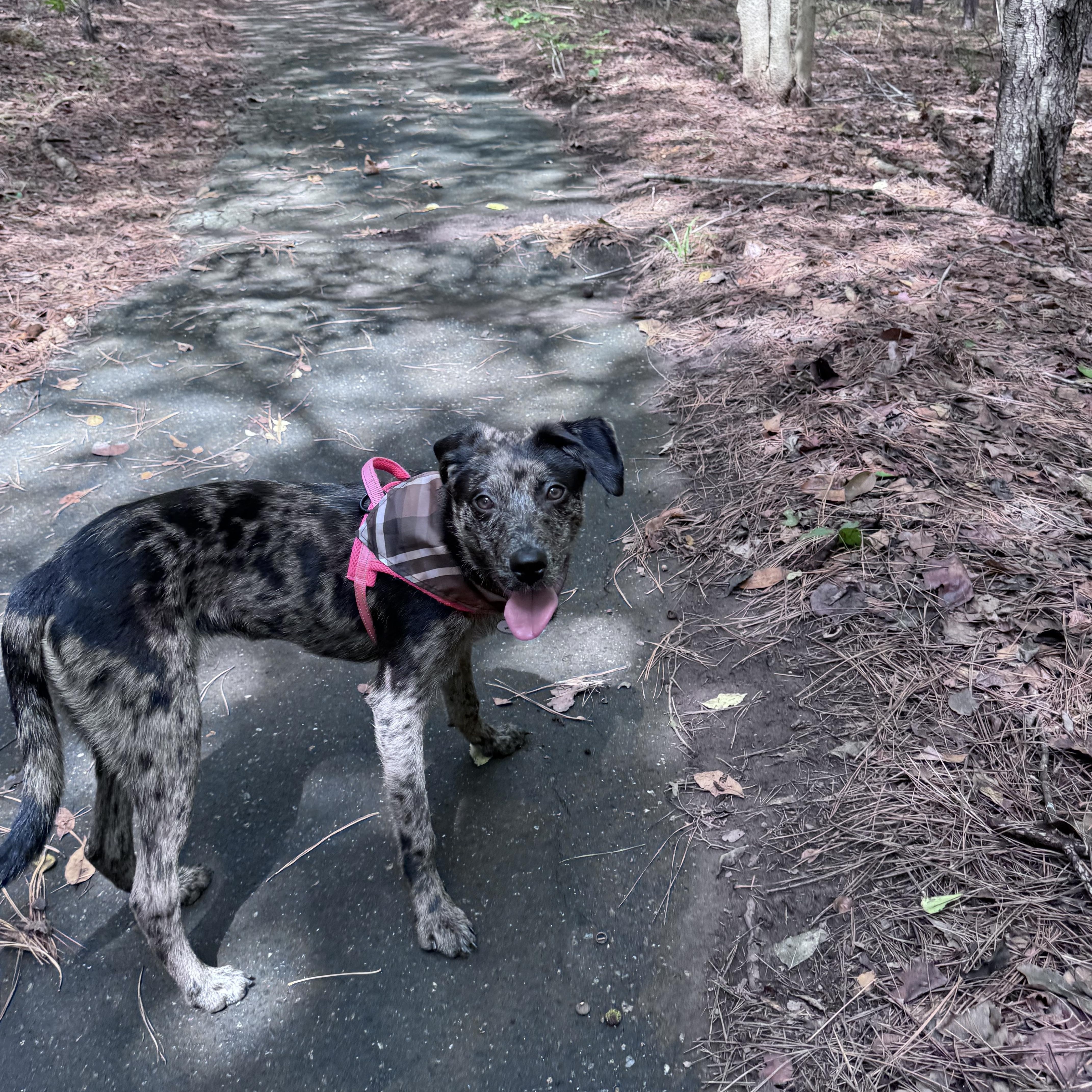 Enlarge Fiji, a Adoptable mixed breed in Charlotte, NC image 6/6