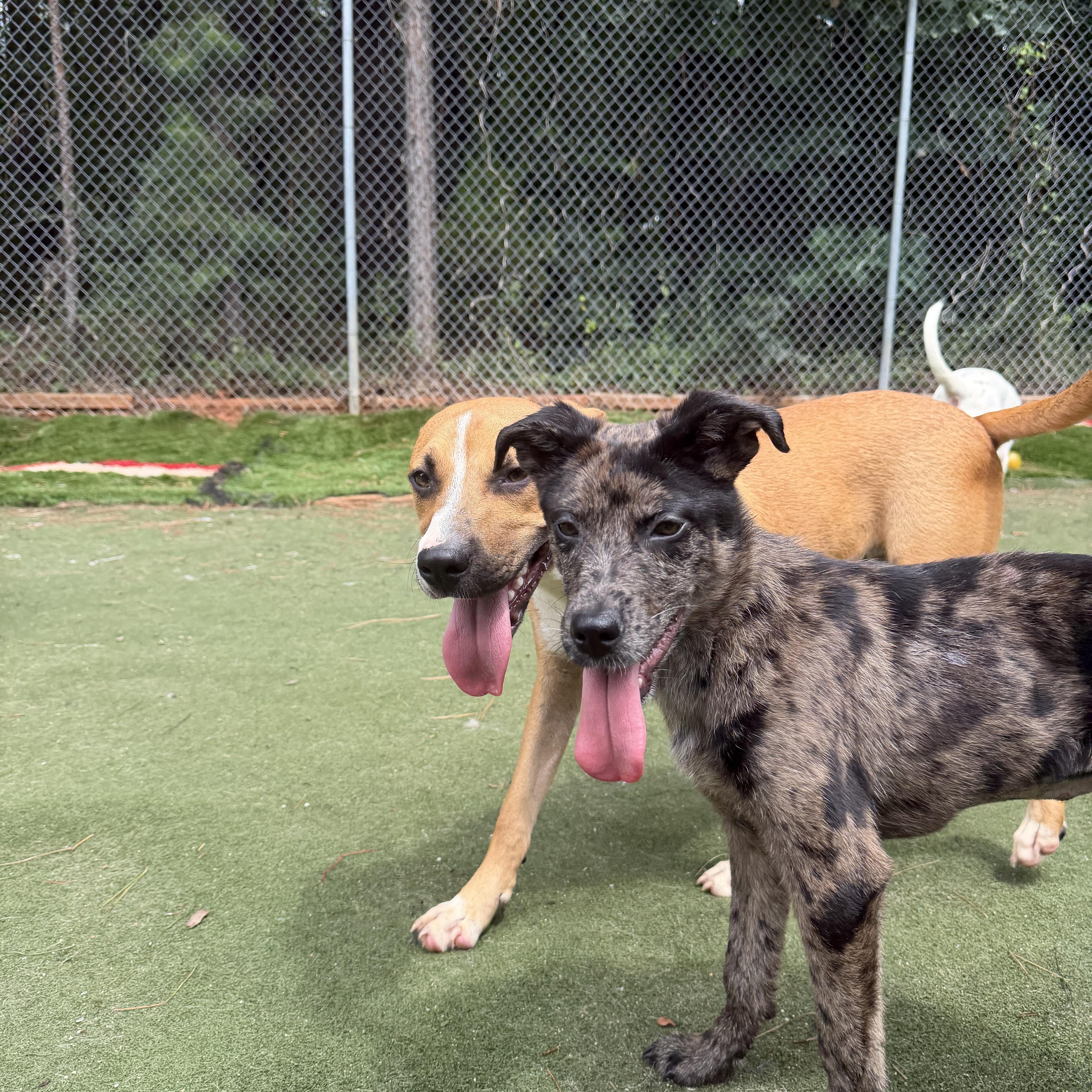 Enlarge Fiji, a Adoptable mixed breed in Charlotte, NC image 2/6
