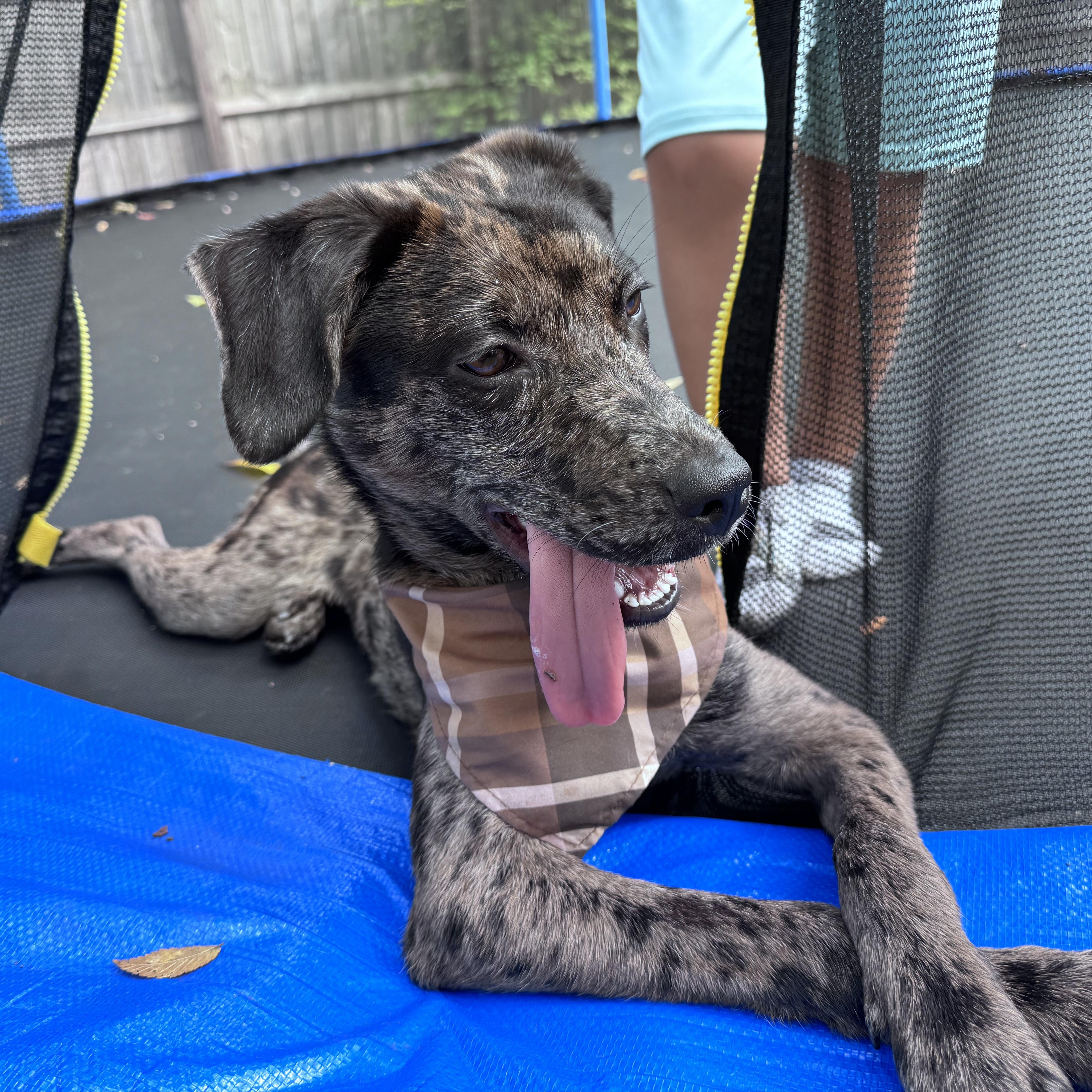 Fiji, ADOPTABLE, Puppy • Female, Australian Kelpie.