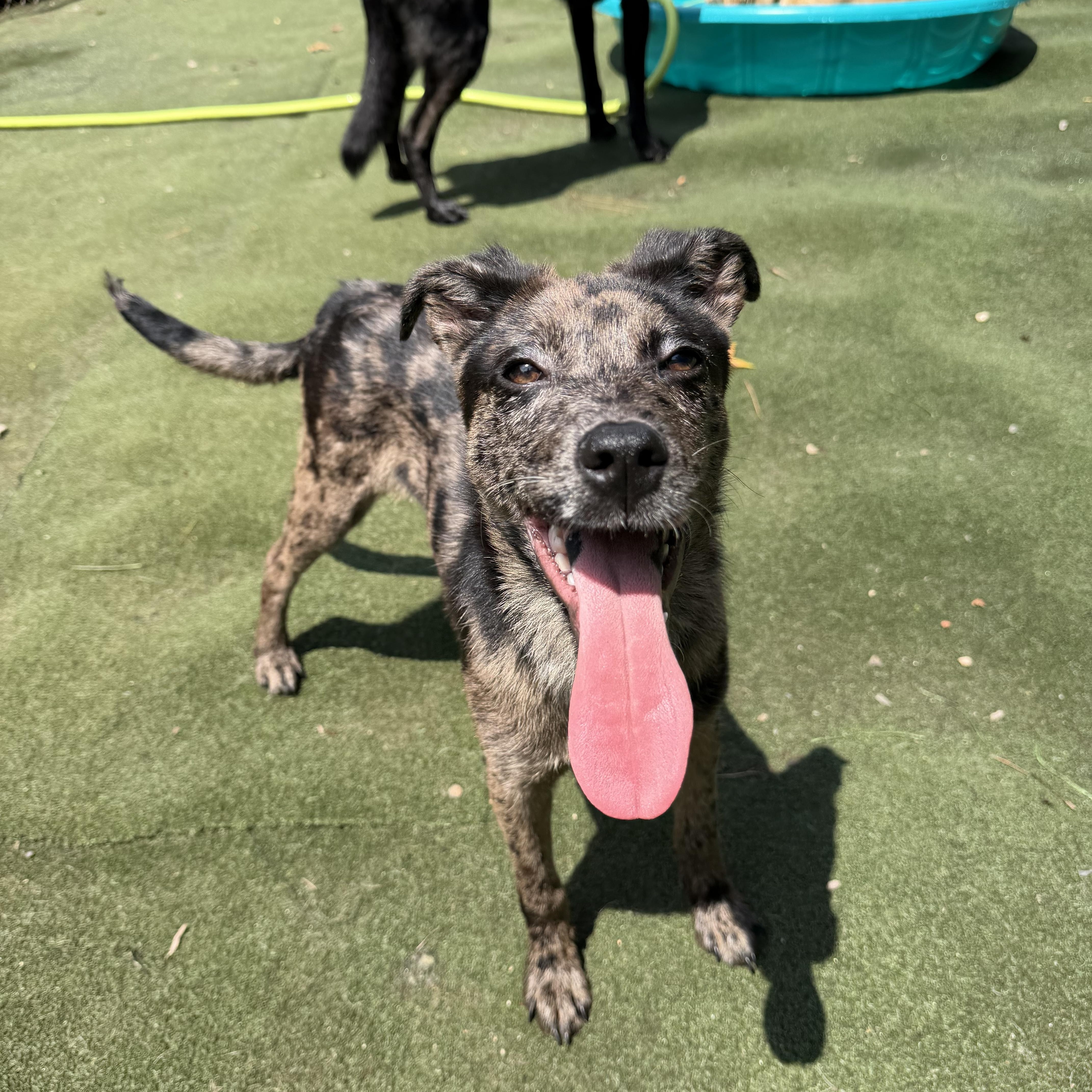Enlarge Fiji, a Adoptable mixed breed in Charlotte, NC image 4/6