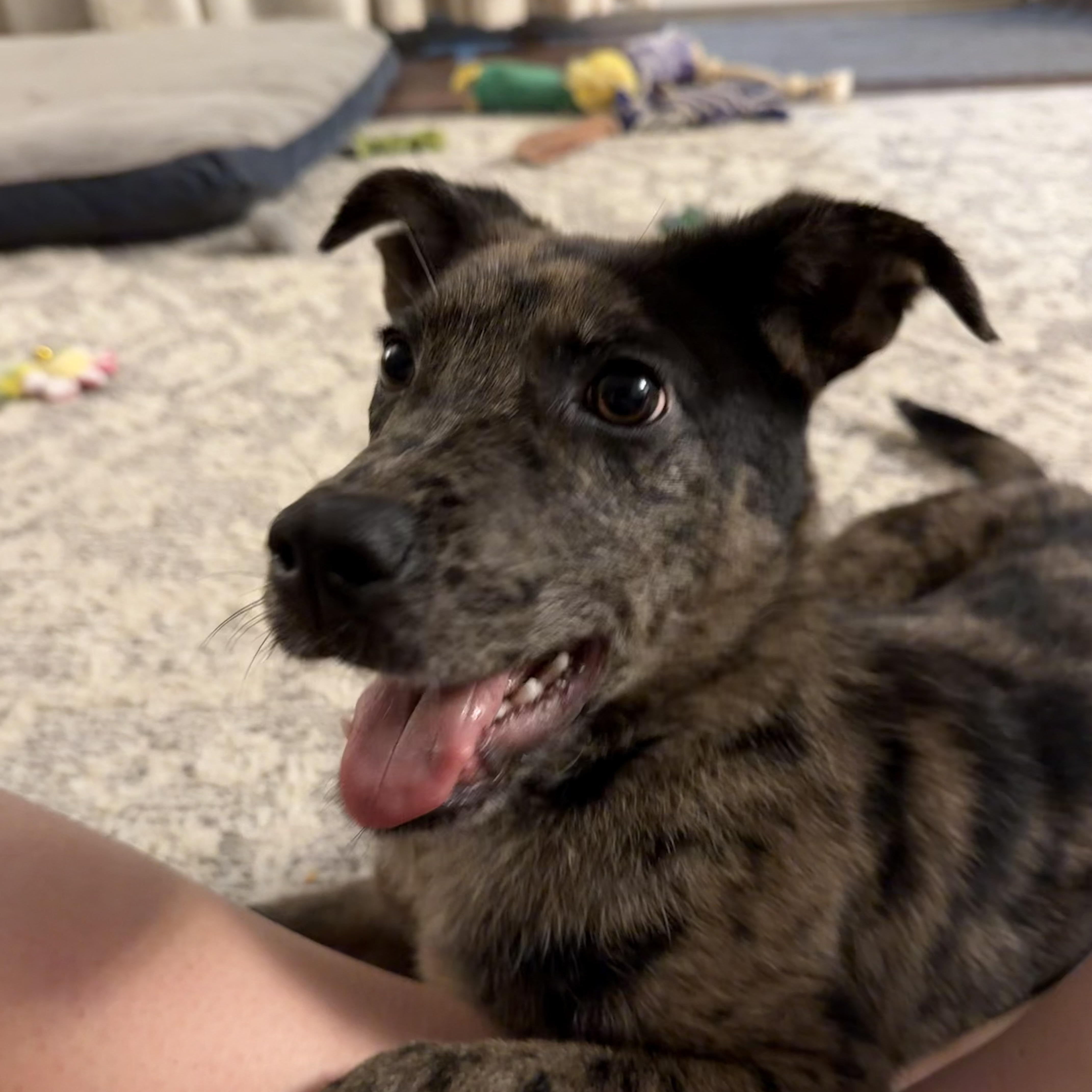 Enlarge Fiji, a Adoptable mixed breed in Charlotte, NC image 5/6