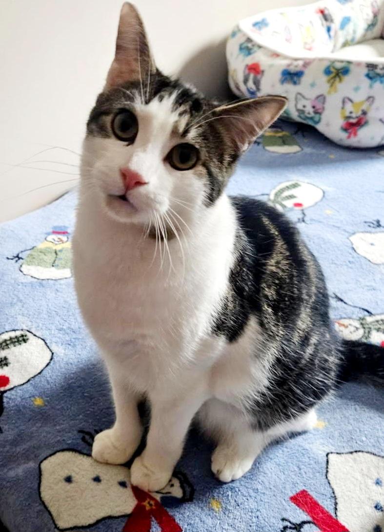 Enlarge Daniel’s , a Adoptable Domestic Short Hair in West Pittston, PA image 3/3