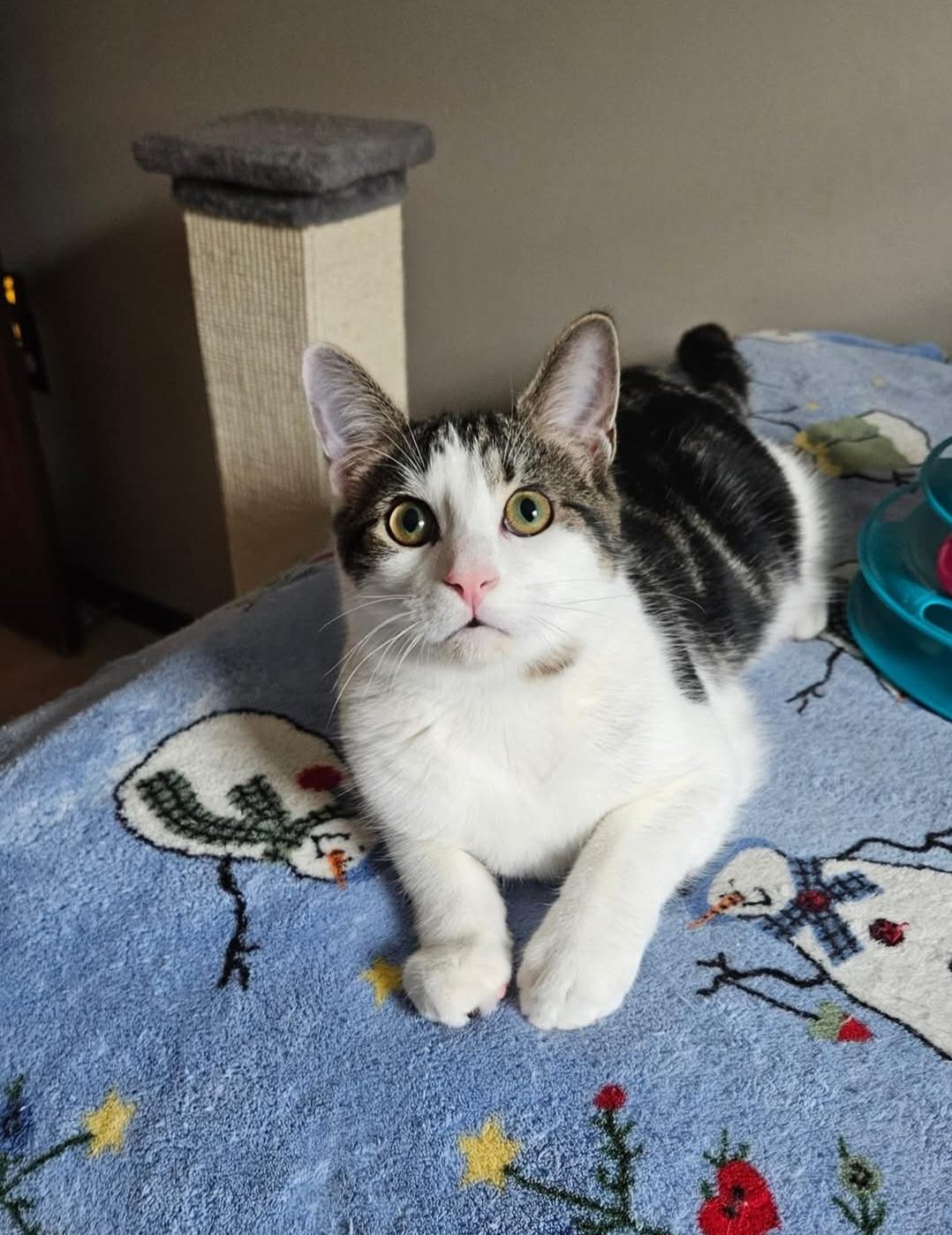 Enlarge Daniels, a Adoptable Domestic Short Hair in West Pittston, PA image 1/1